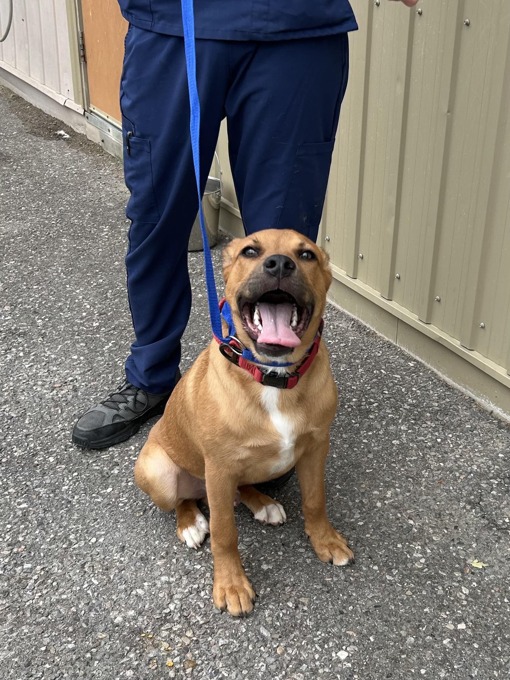 Enlarge David, a Adoptable mixed breed in Caledon, ON image 1/4