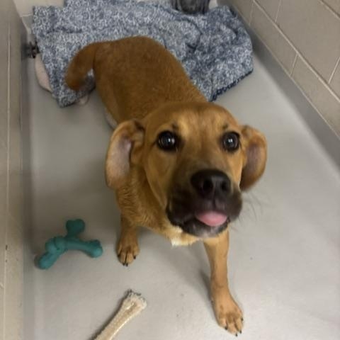 Enlarge David, a Adoptable mixed breed in Caledon, ON image 3/4