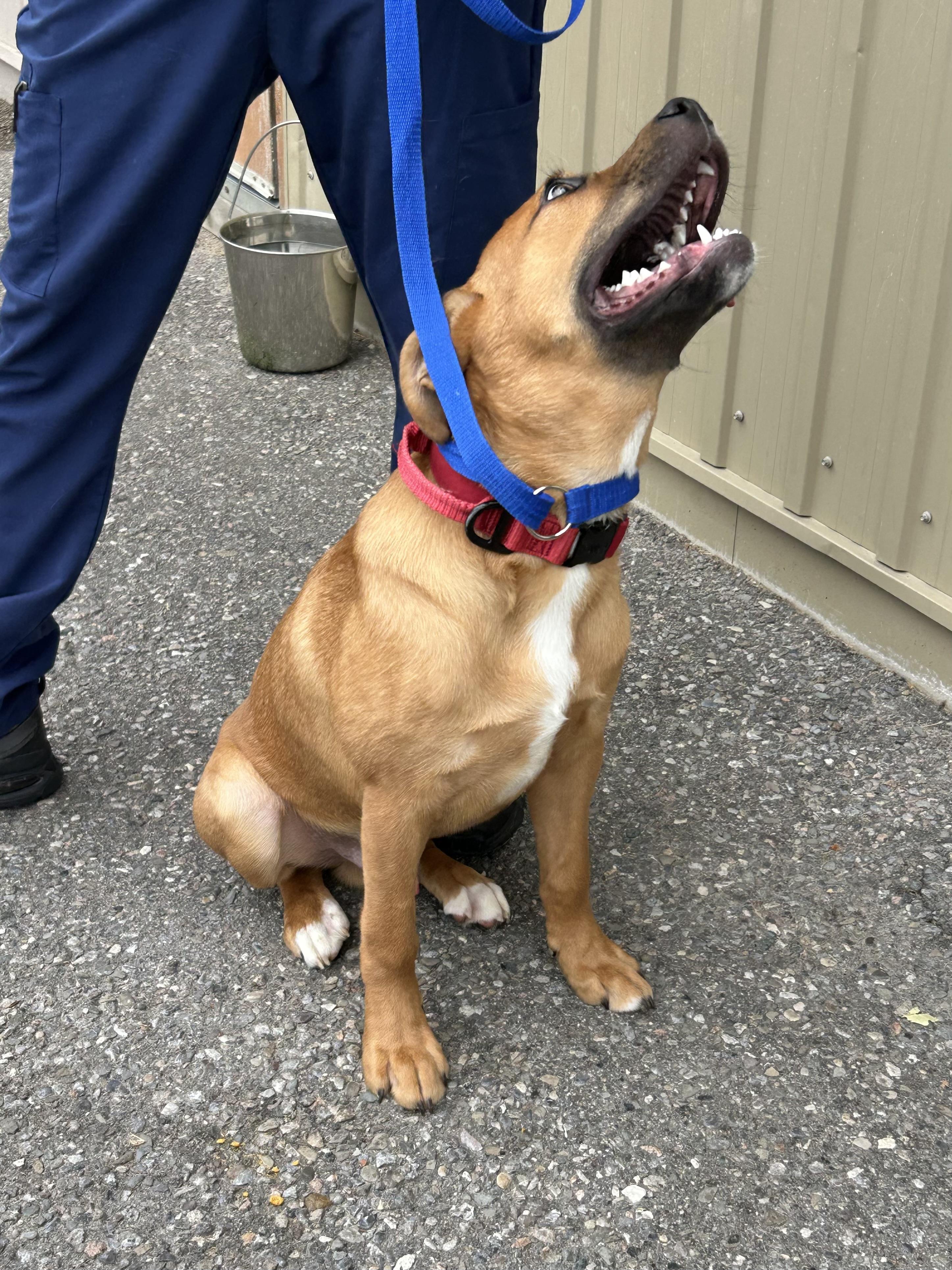 Enlarge David, a Adoptable mixed breed in Caledon, ON image 2/4