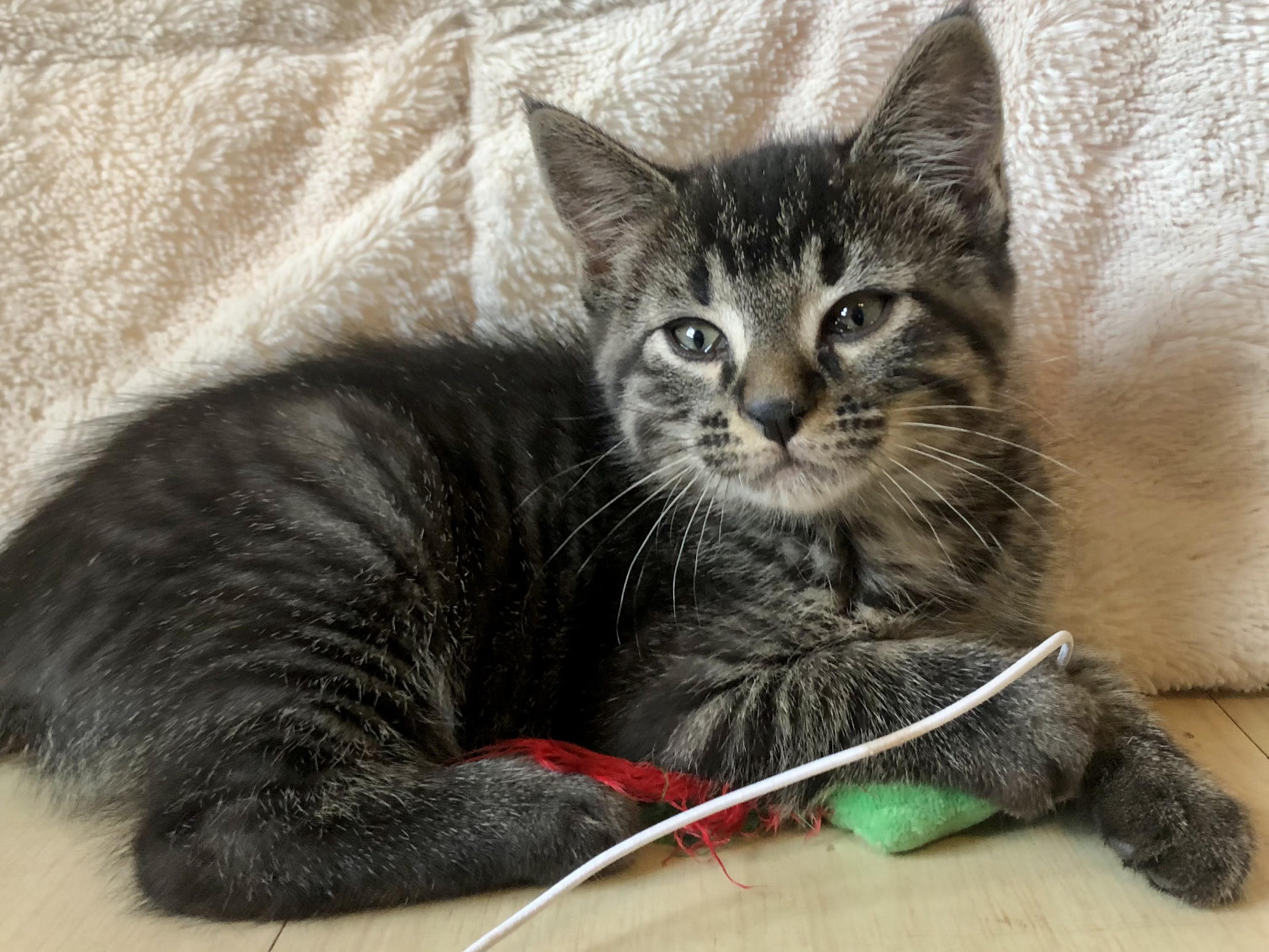 Clark, Baby Male Domestic Short Hair