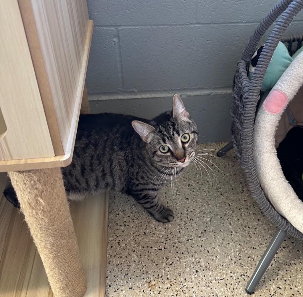 Enlarge Benz - Sponsored by Brenda & Dr Patrick Spensley, a Adoptable Tabby in Newberg, OR image 1/3