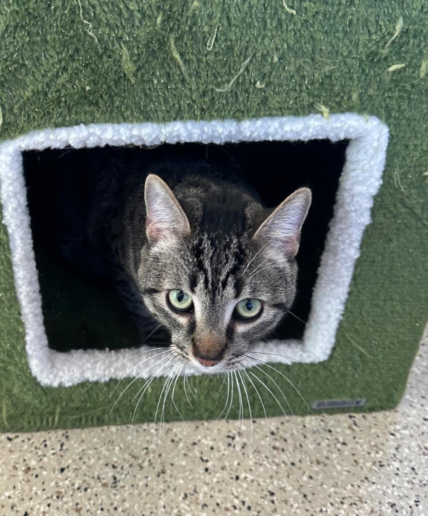 Enlarge Benz - Sponsored by Brenda & Dr Patrick Spensley, a Adoptable Tabby in Newberg, OR image 2/3