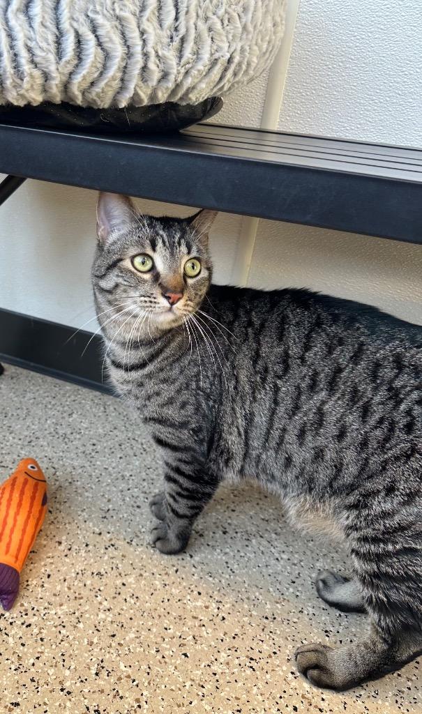 Enlarge Benz - Sponsored by Brenda & Dr Patrick Spensley, a Adoptable Tabby in Newberg, OR image 3/3