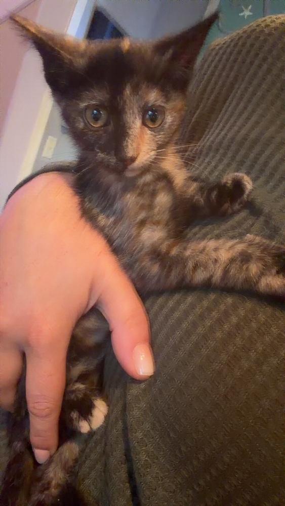 Julia, Adoptable, Kitten Female Domestic Short Hair.