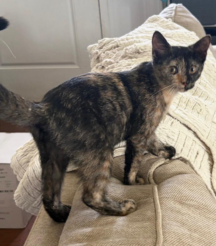 Enlarge Julia, a Adoptable mixed breed in Wilmington, NC image 2/2