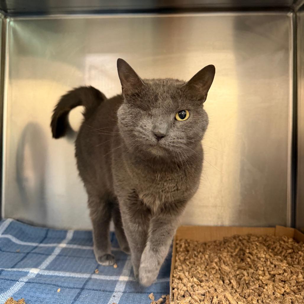 Stormy, Adoptable, Senior Female Domestic Short Hair.