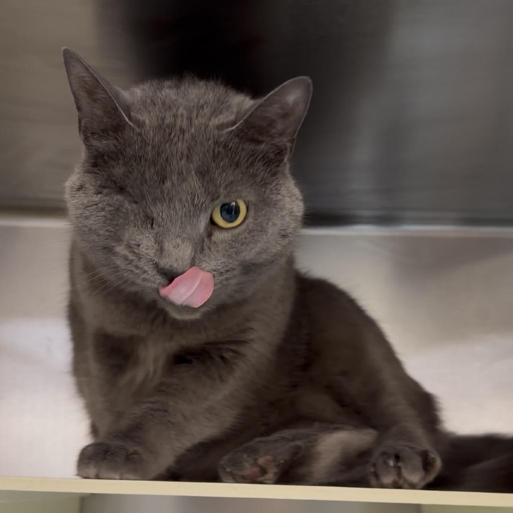 Enlarge Stormy, a Adoptable Domestic Short Hair in Vineland, NJ image 2/4