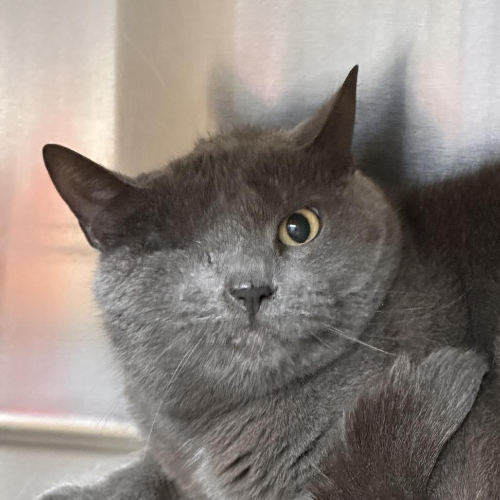 Enlarge Stormy, a Adoptable Domestic Short Hair in Vineland, NJ image 3/4