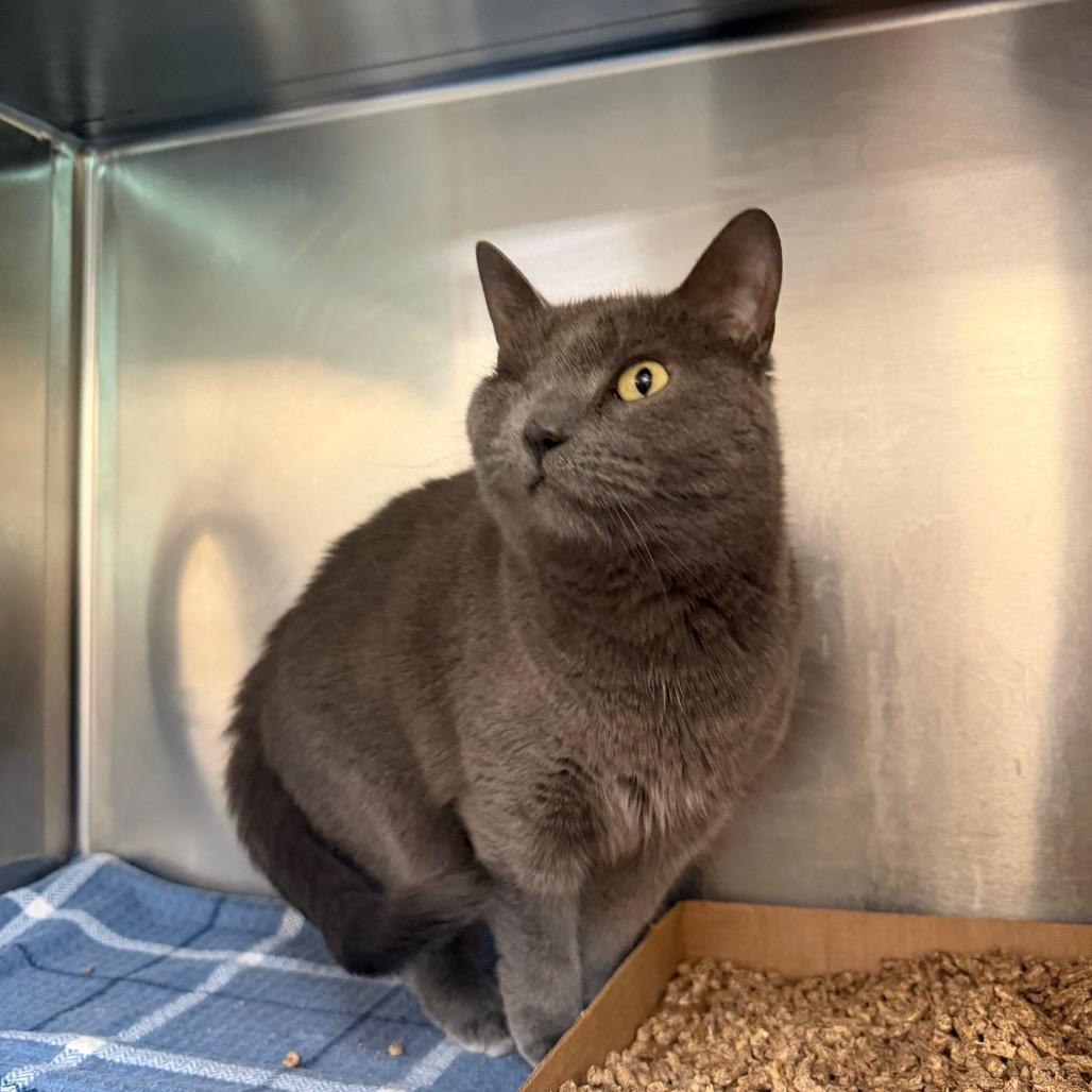 Enlarge Stormy, a Adoptable Domestic Short Hair in Vineland, NJ image 4/4