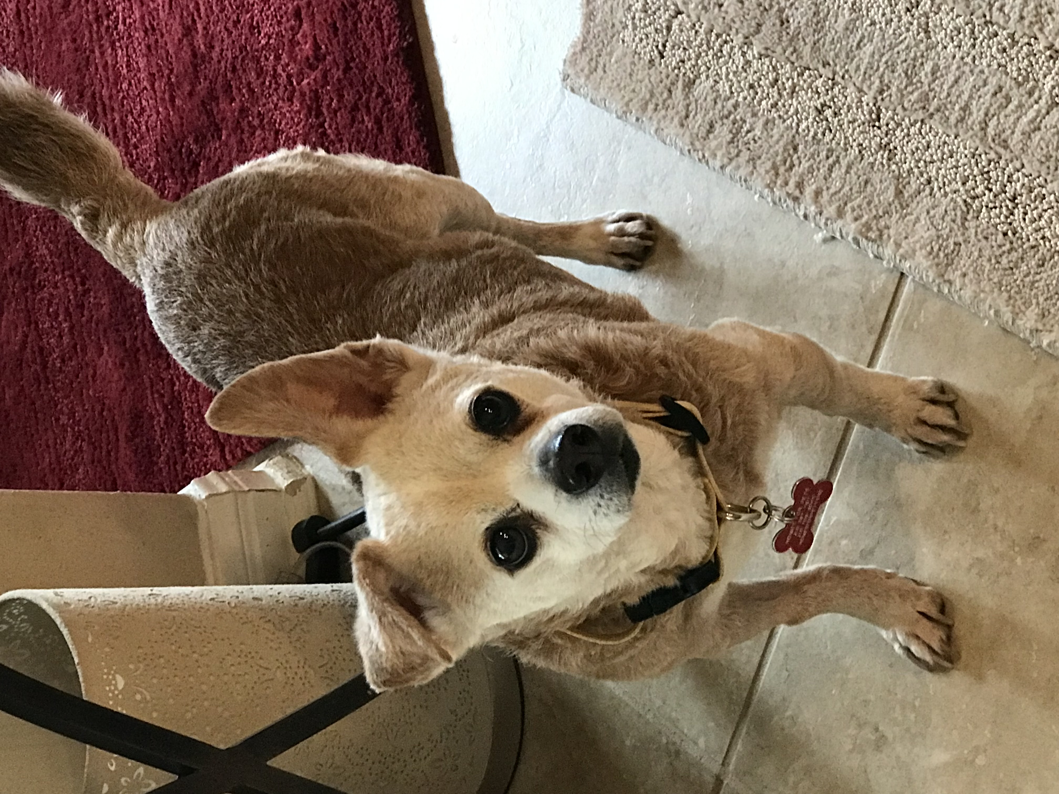 Mr Peanut, a Adoptable Chihuahua in Schertz, TX image 1/4