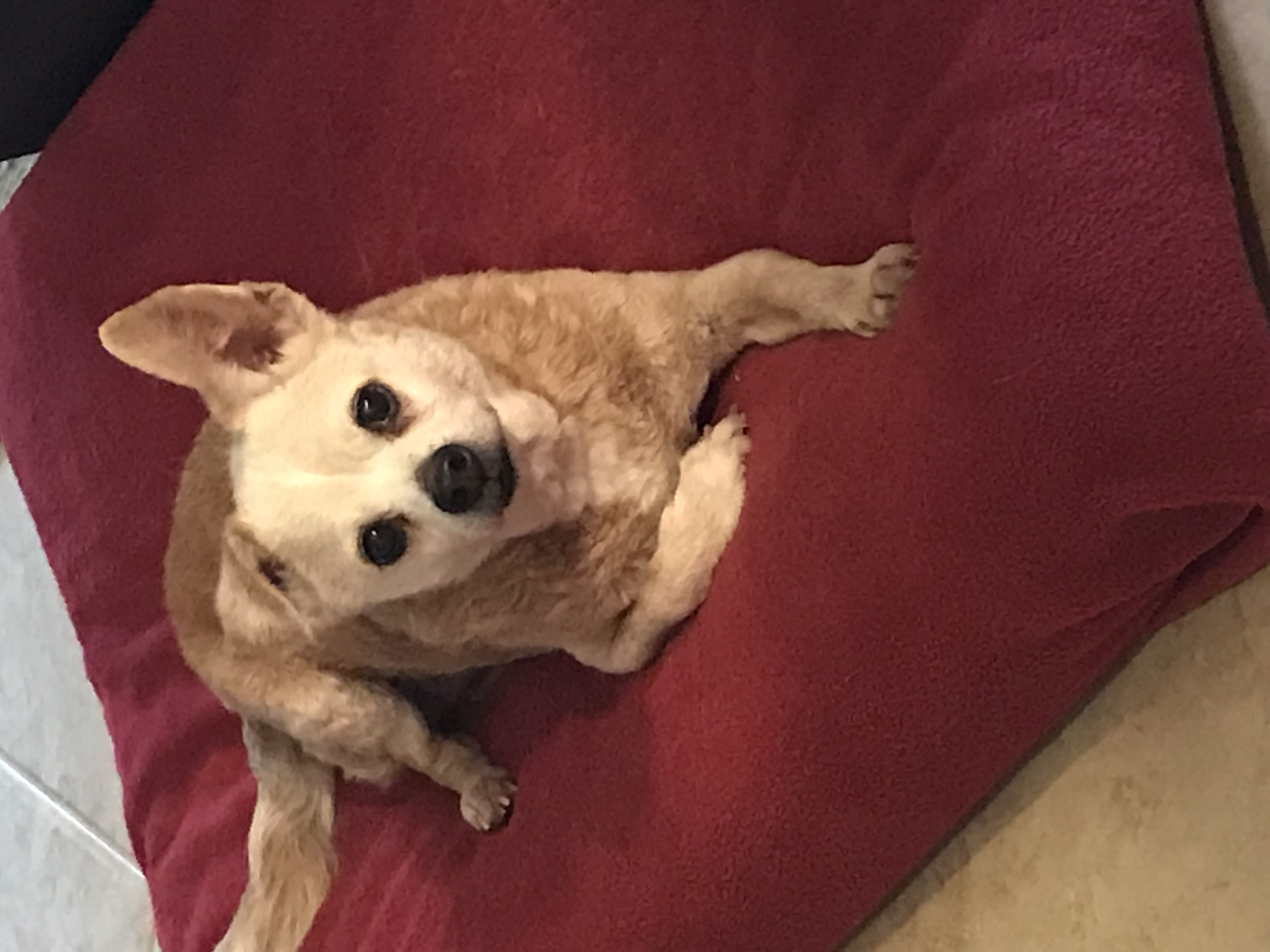 Mr Peanut, a Adoptable Chihuahua in Schertz, TX image 2/4