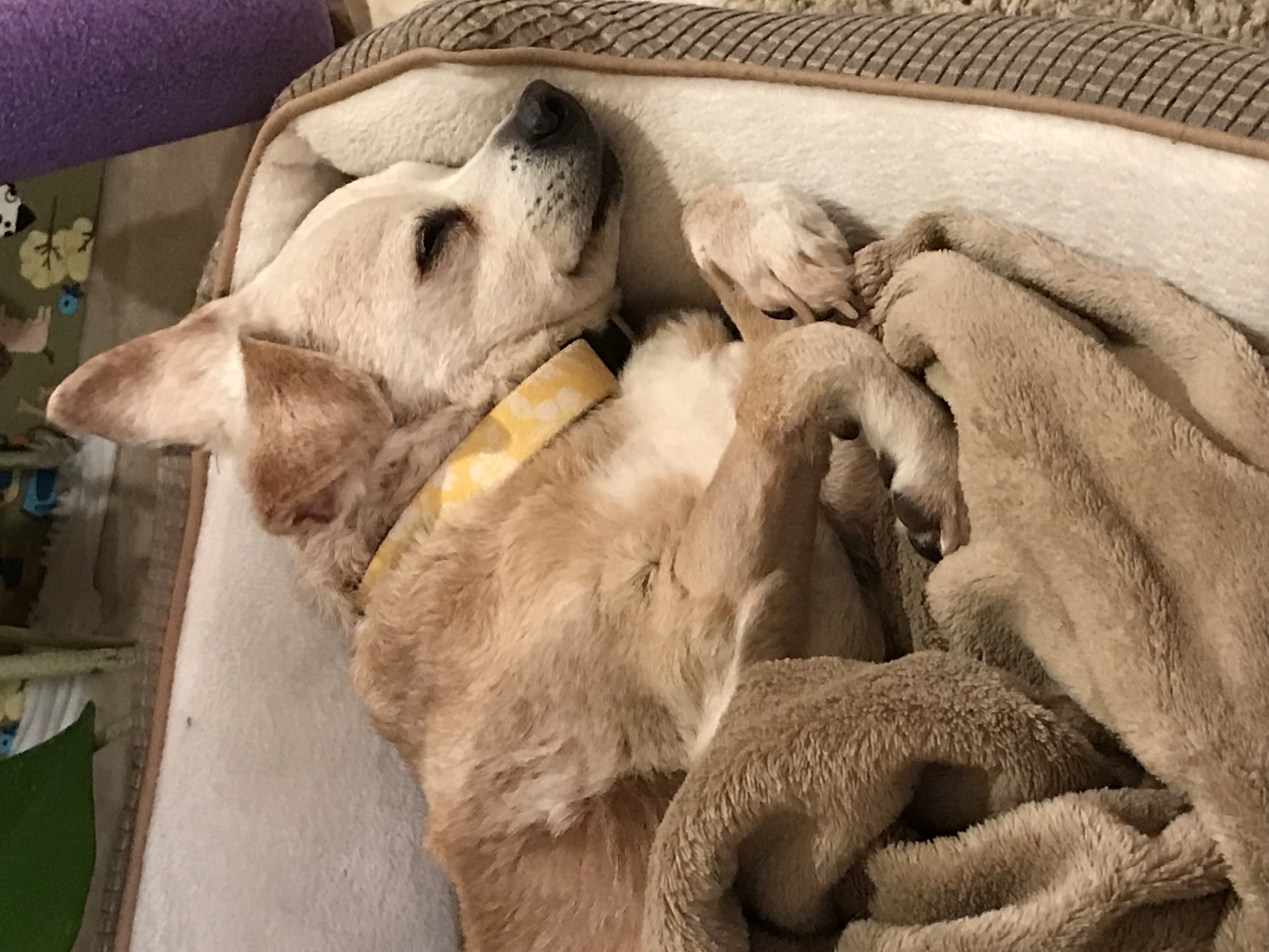 Mr Peanut, a Adoptable Chihuahua in Schertz, TX image 3/4