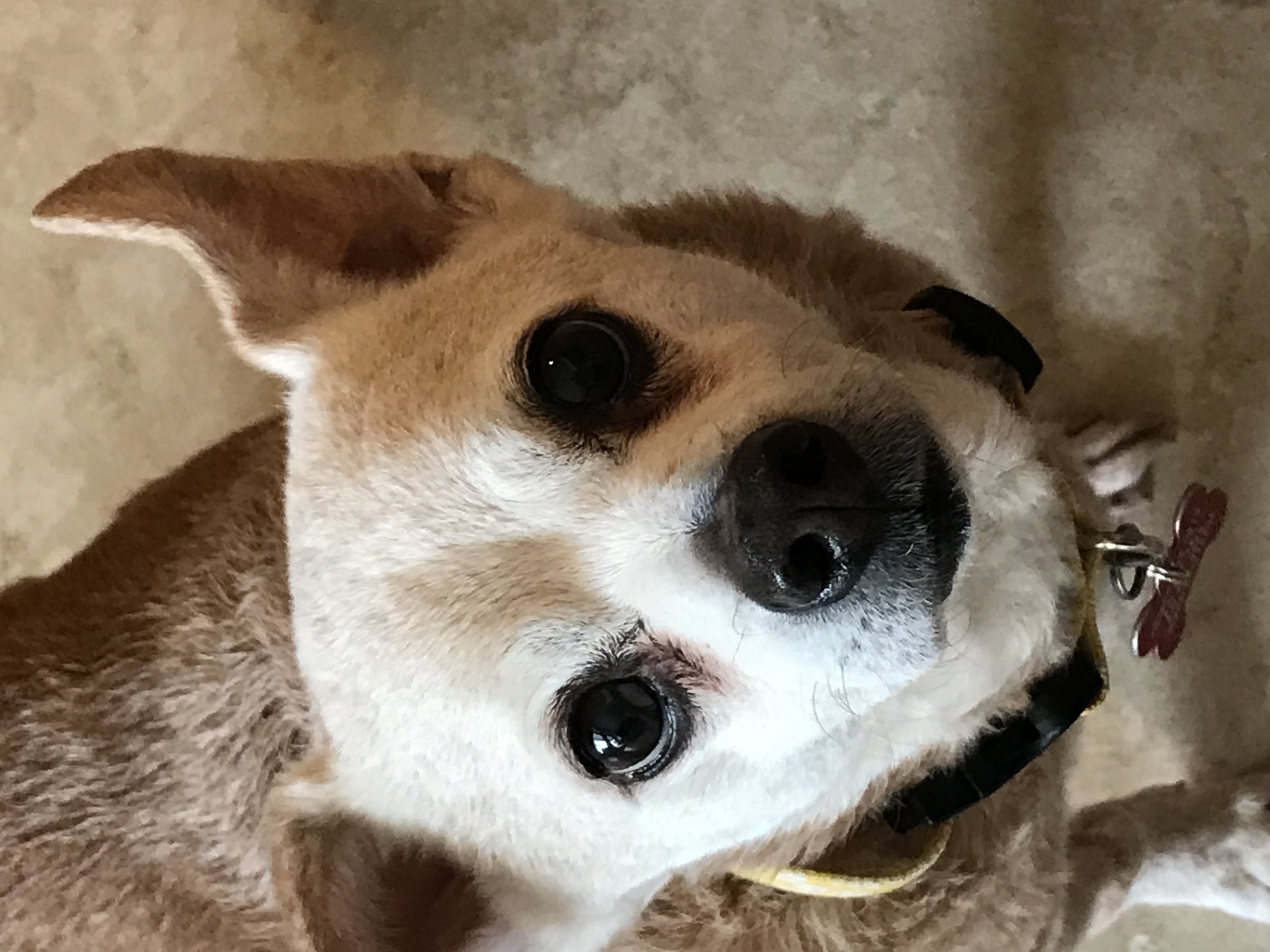 Mr Peanut, a Adoptable Chihuahua in Schertz, TX image 4/4