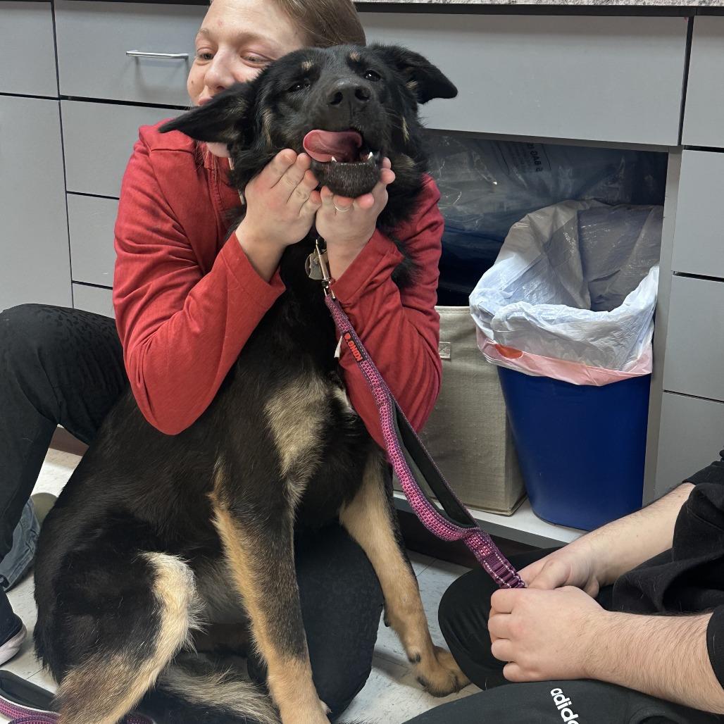 Enlarge Athena, a Adoptable German Shepherd Dog in Branson, MO image 1/4