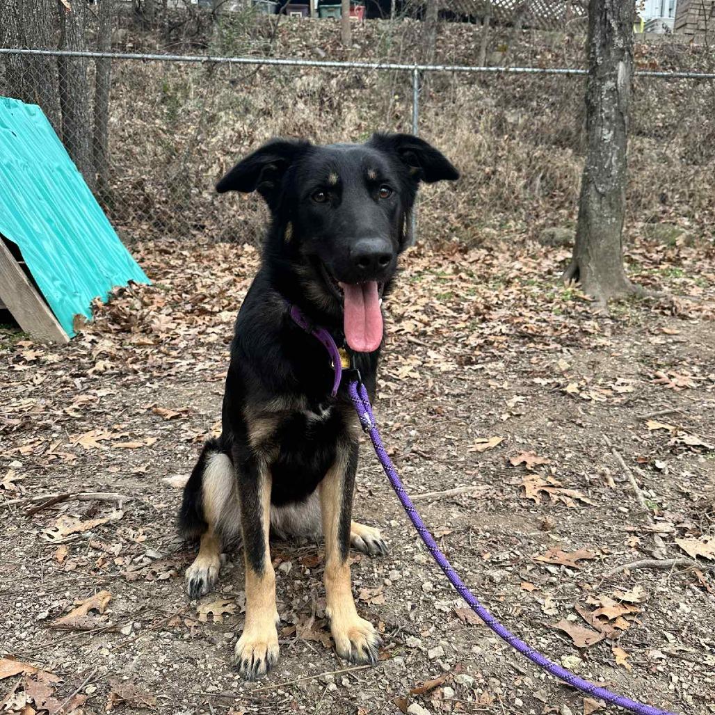 Enlarge Athena, a Adoptable German Shepherd Dog in Branson, MO image 4/4