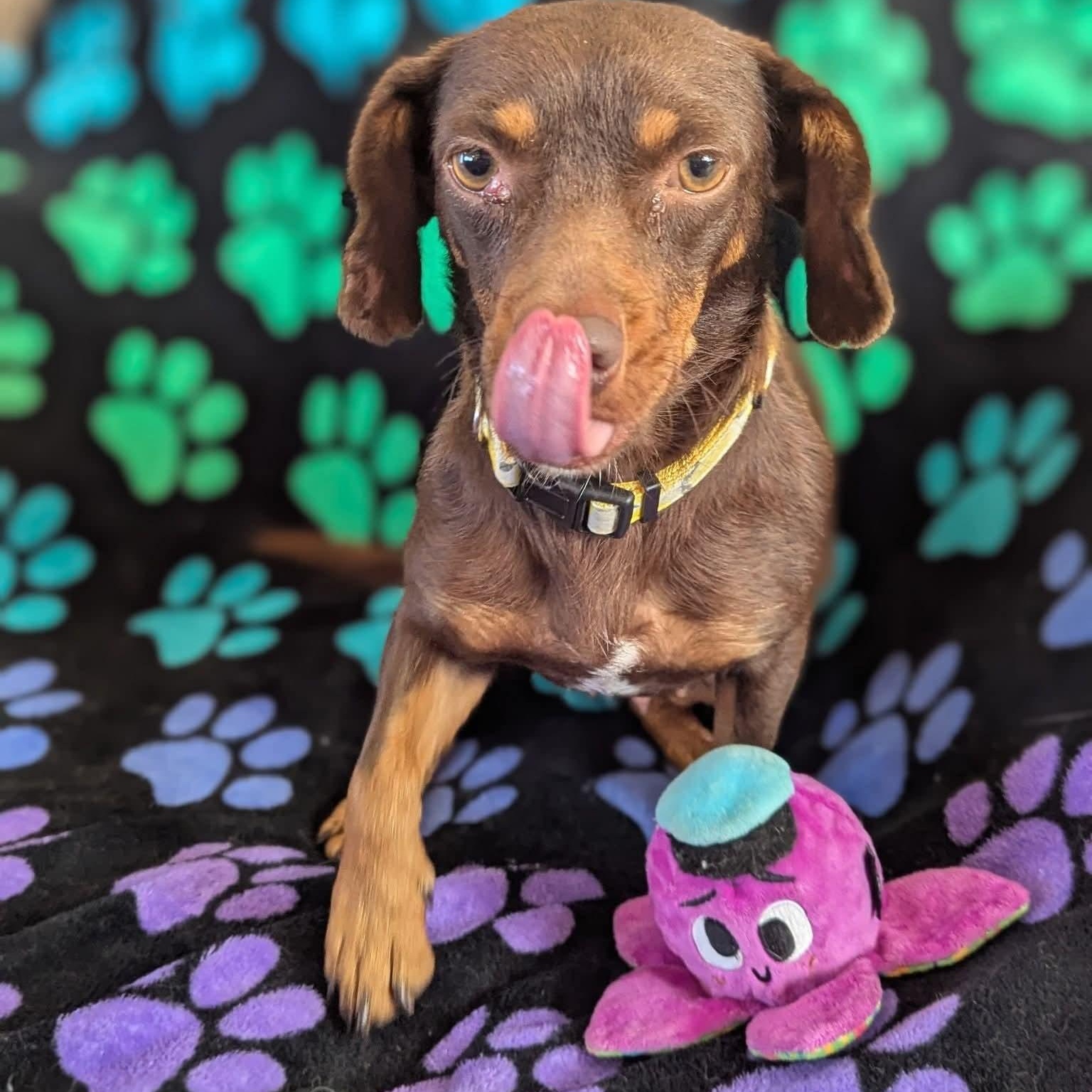 Enlarge Maia, an adopted Dachshund in Kentwood, MI image 2/4