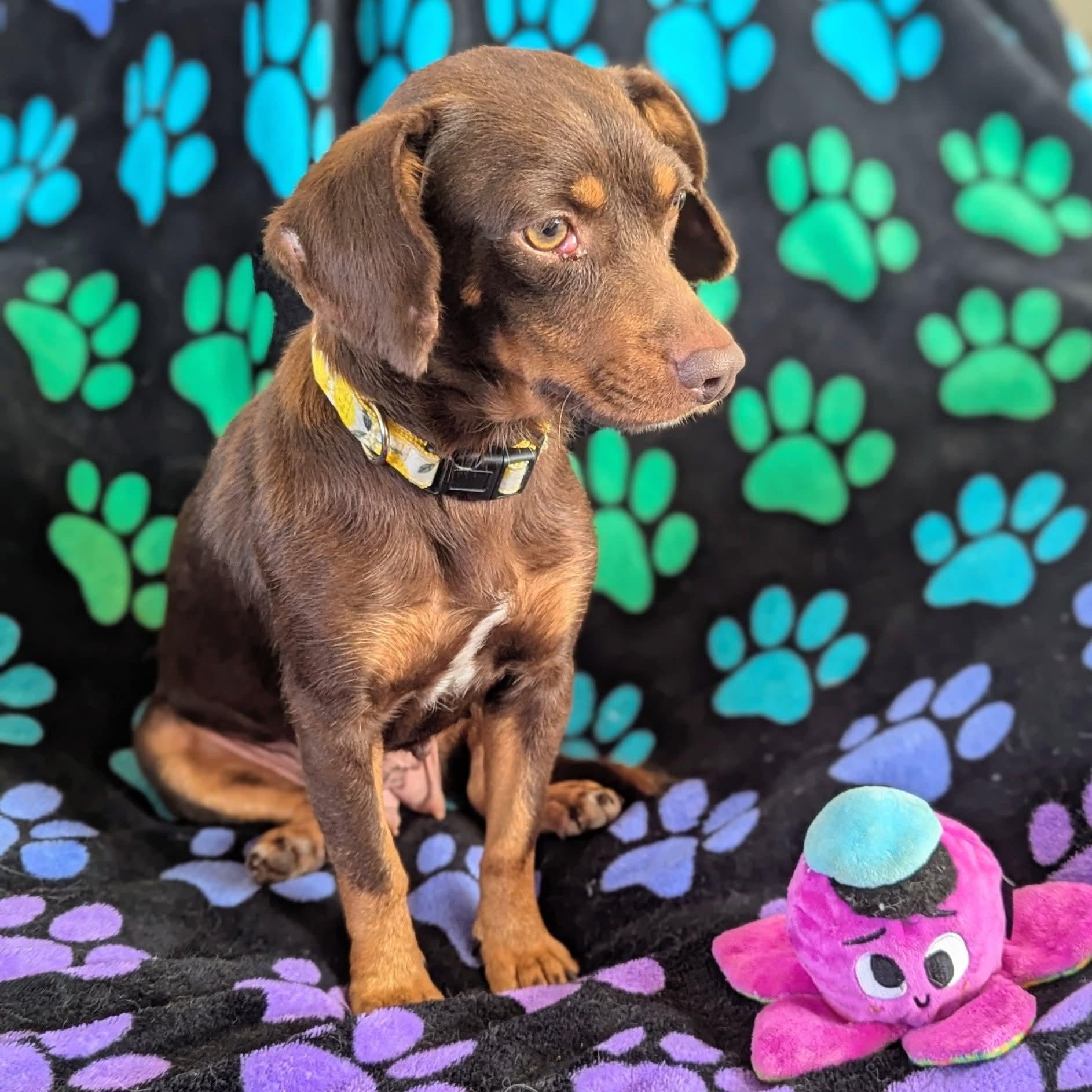 Enlarge Maia, an adopted Dachshund in Kentwood, MI image 3/4