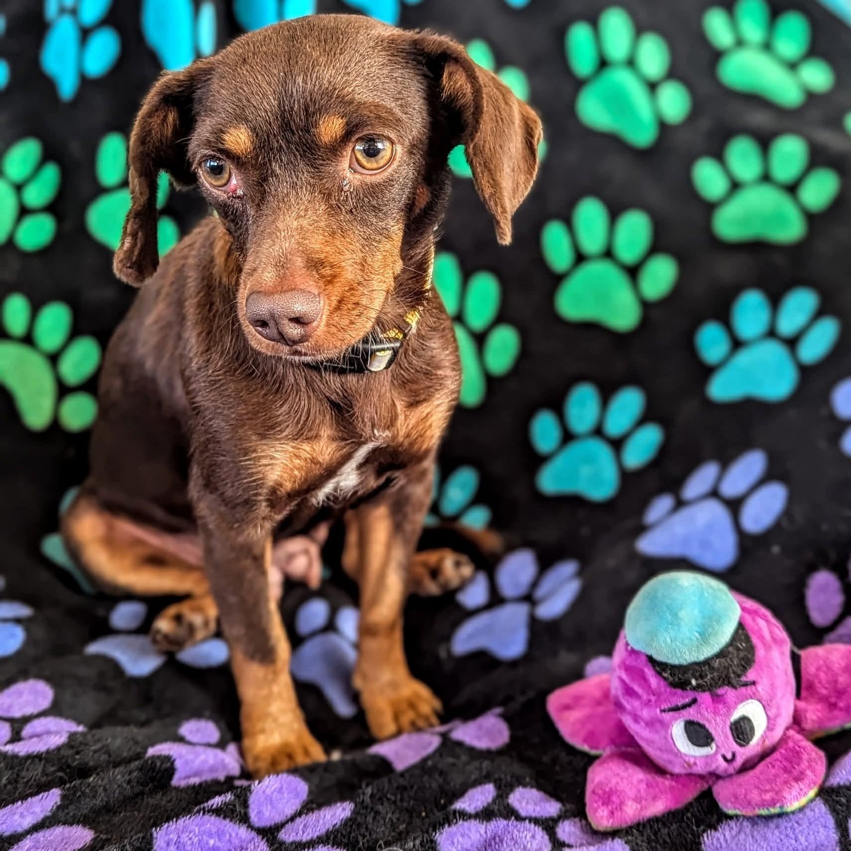 Enlarge Maia, an adopted Dachshund in Kentwood, MI image 1/4