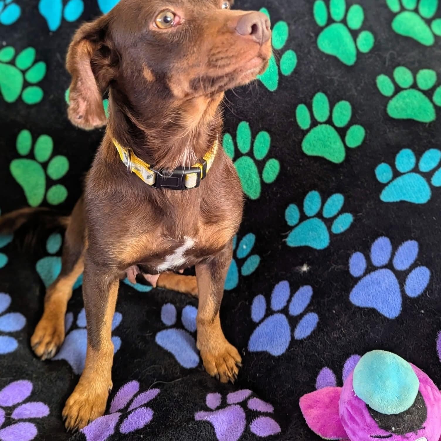 Enlarge Maia, an adopted Dachshund in Kentwood, MI image 4/4