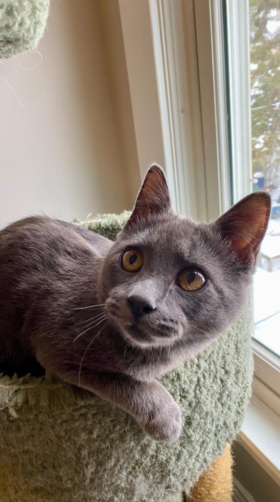 Bernadette (FeLV+) / Moth (FeLV+), Adoptable, Kitten Female Domestic Short Hair.