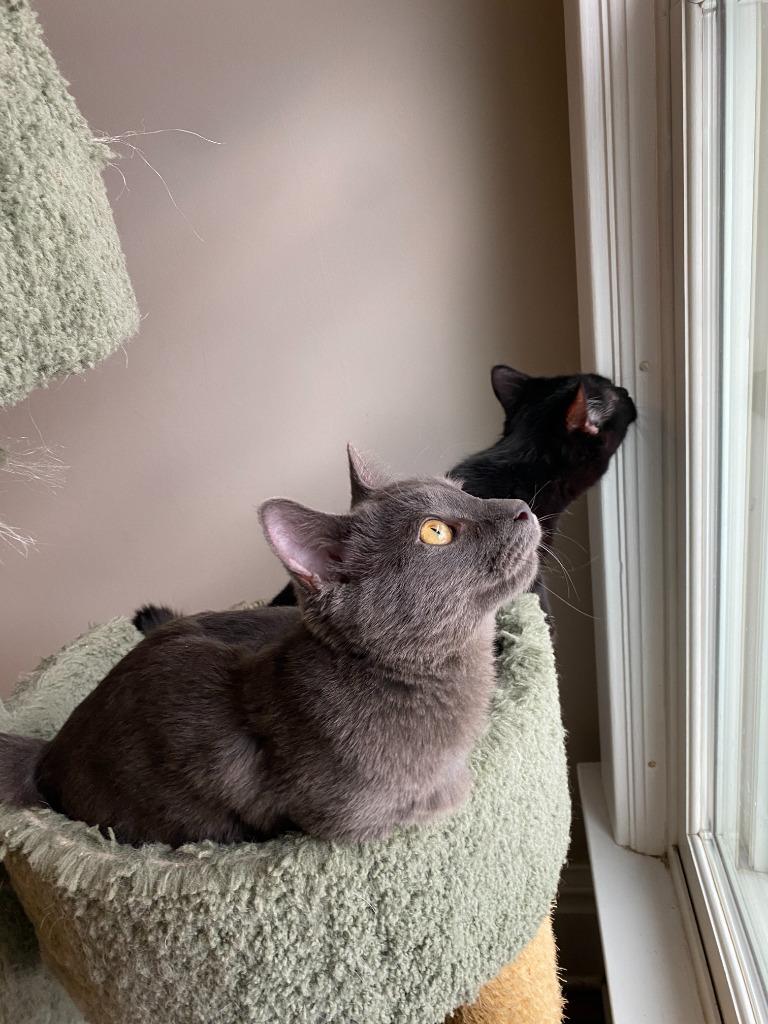 Enlarge Bernadette (FeLV+) / Moth (FeLV+), a Adoptable mixed breed in Minneapolis, MN image 3/6