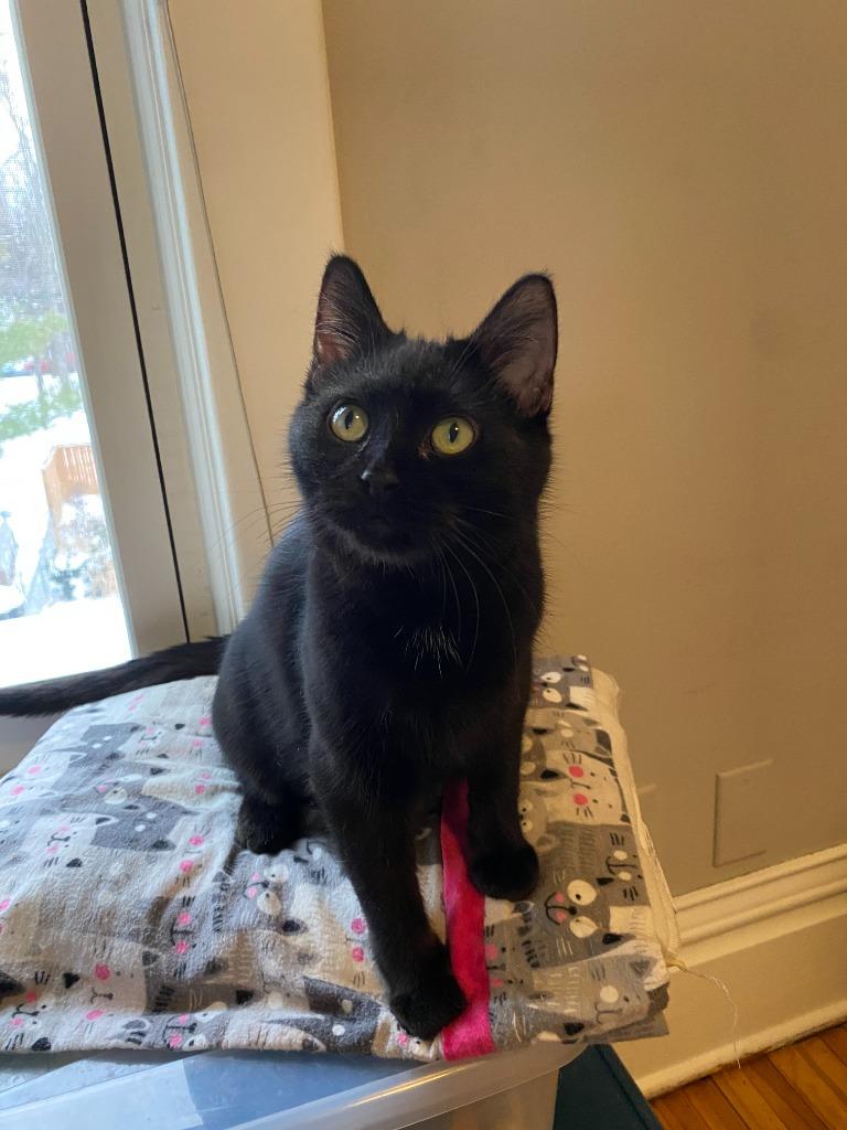 Enlarge Bernadette (FeLV+) / Moth (FeLV+), a Adoptable mixed breed in Minneapolis, MN image 5/6