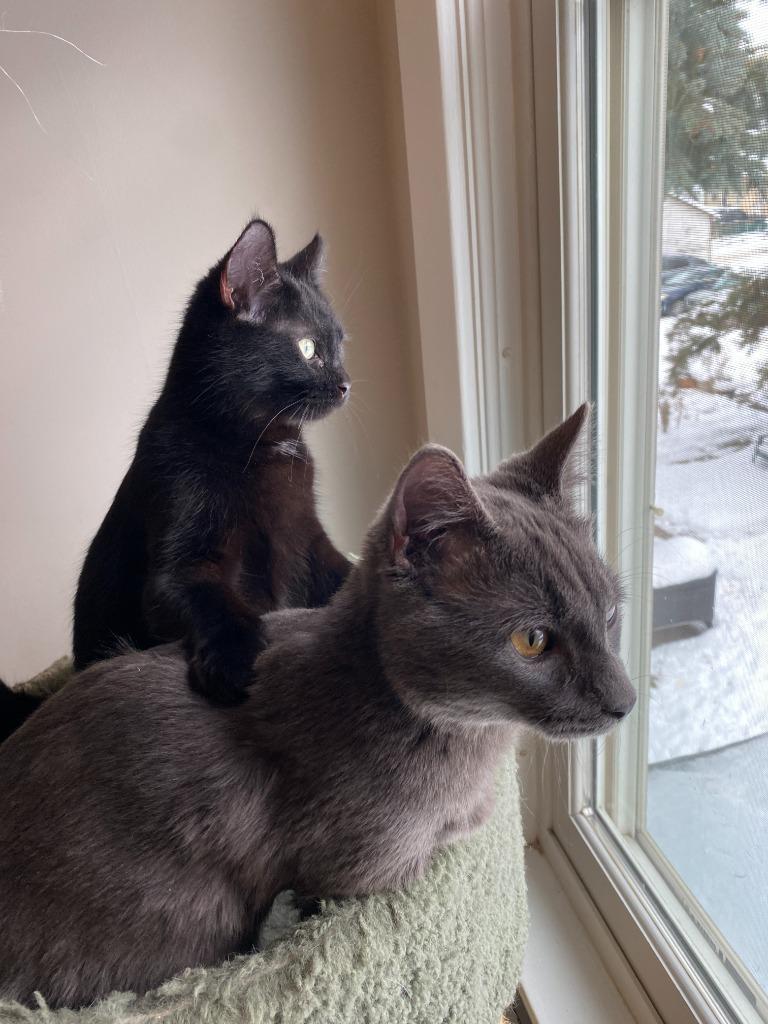 Bernadette (FeLV+) / Moth (FeLV+), Adoptable, Young Female Domestic Short Hair.