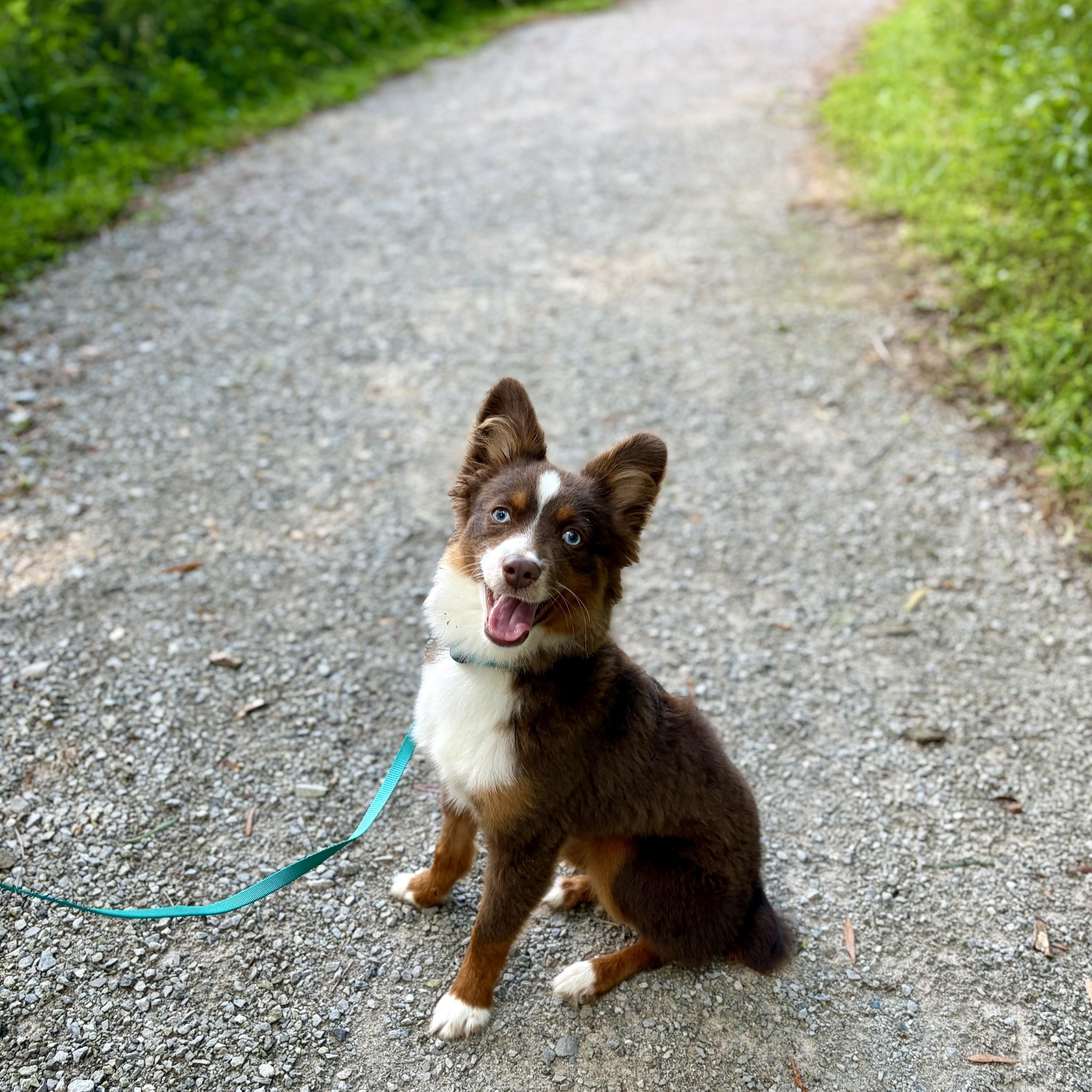 Archer, an adopted Australian Shepherd in Murphysboro, IL image 5/6
