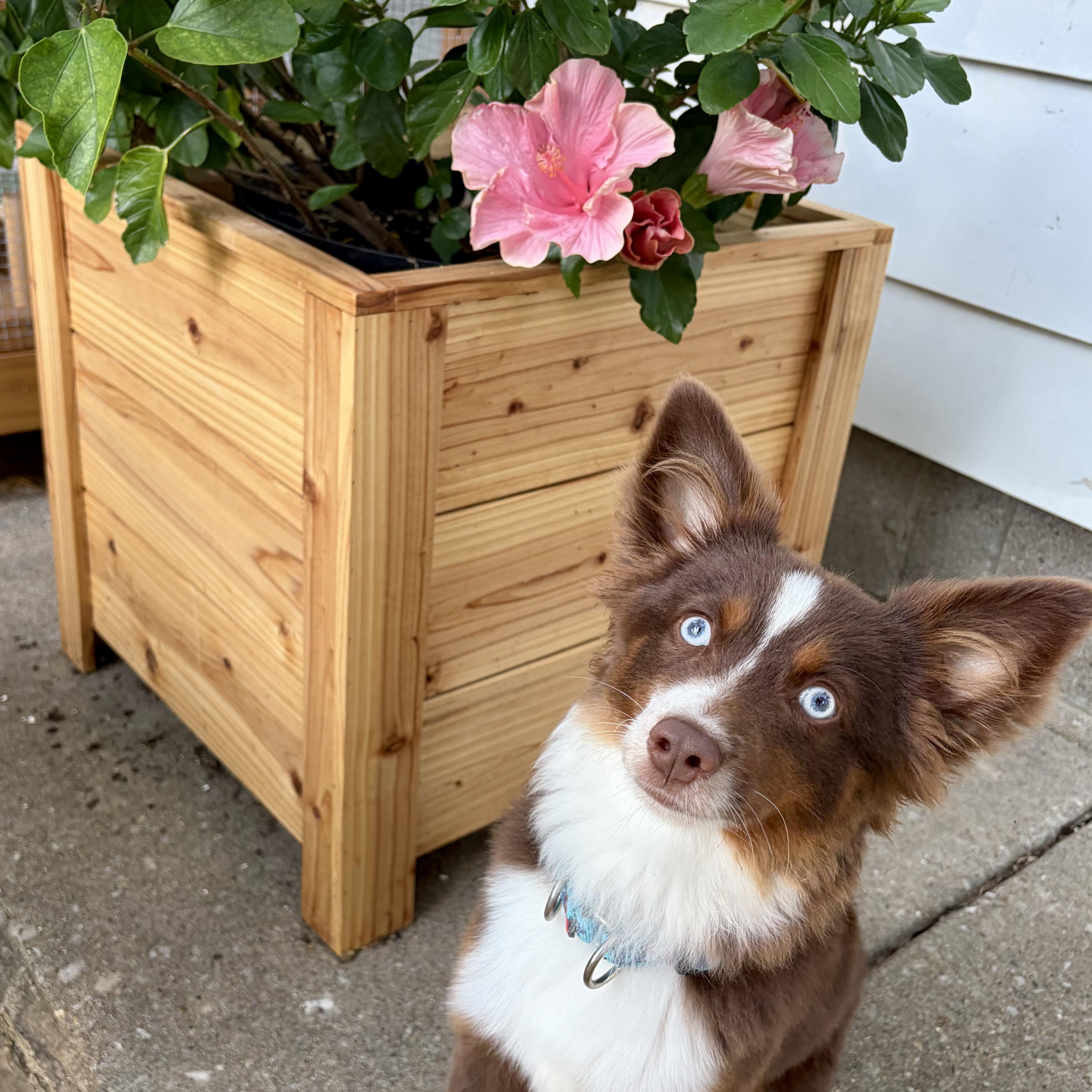 Archer, an adopted Australian Shepherd in Murphysboro, IL image 3/6