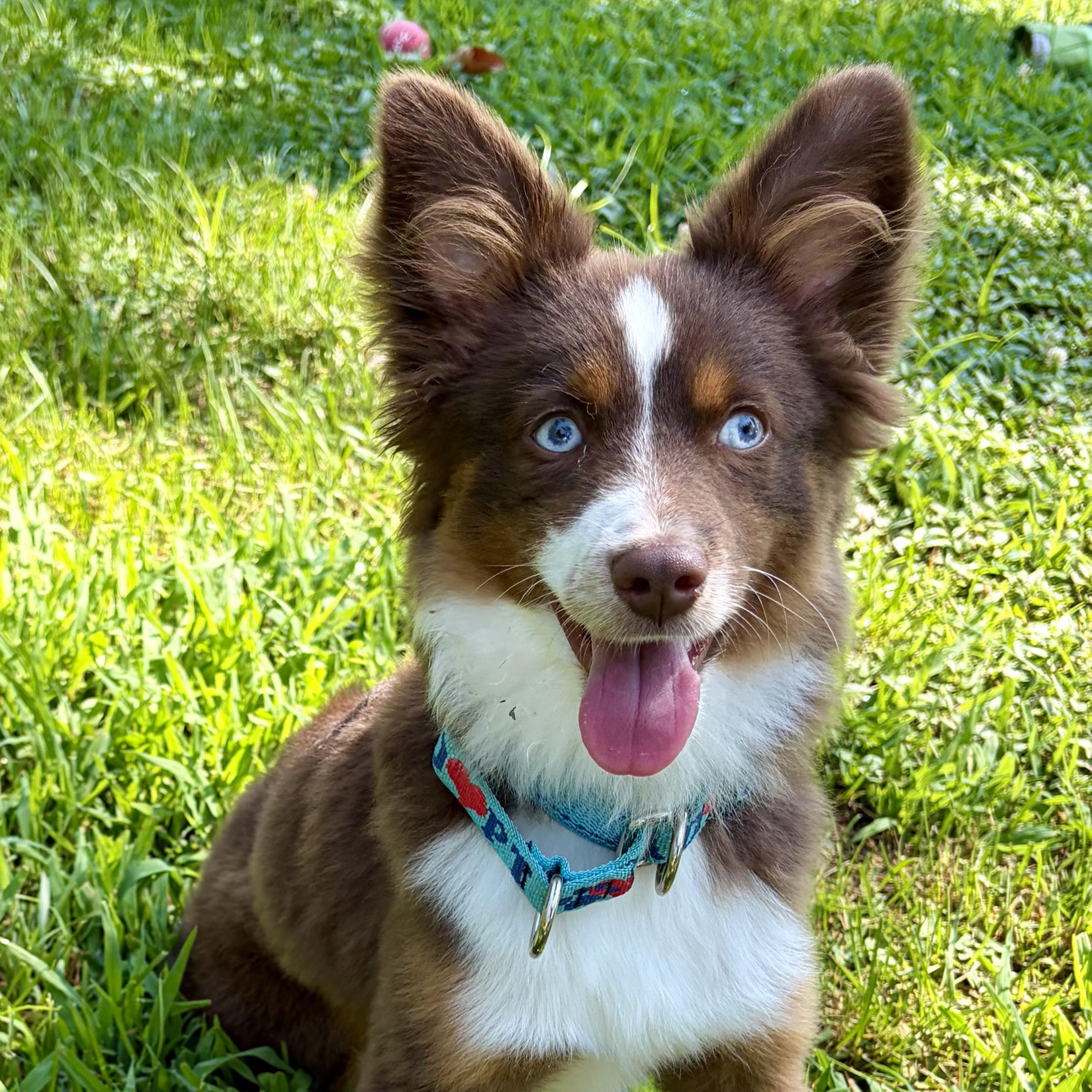 Archer, an adopted Australian Shepherd in Murphysboro, IL image 1/6