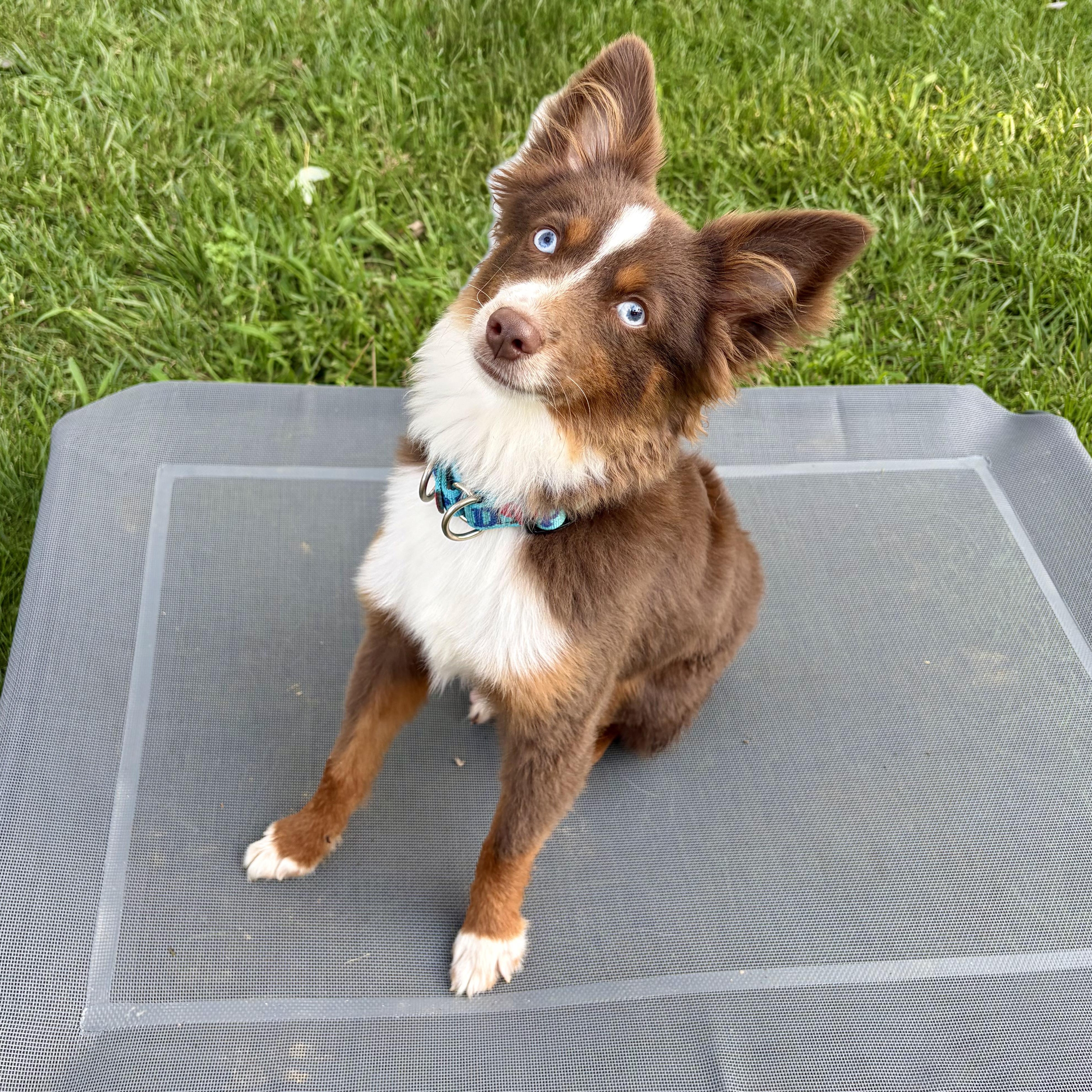Archer, an adopted Australian Shepherd in Murphysboro, IL image 2/6