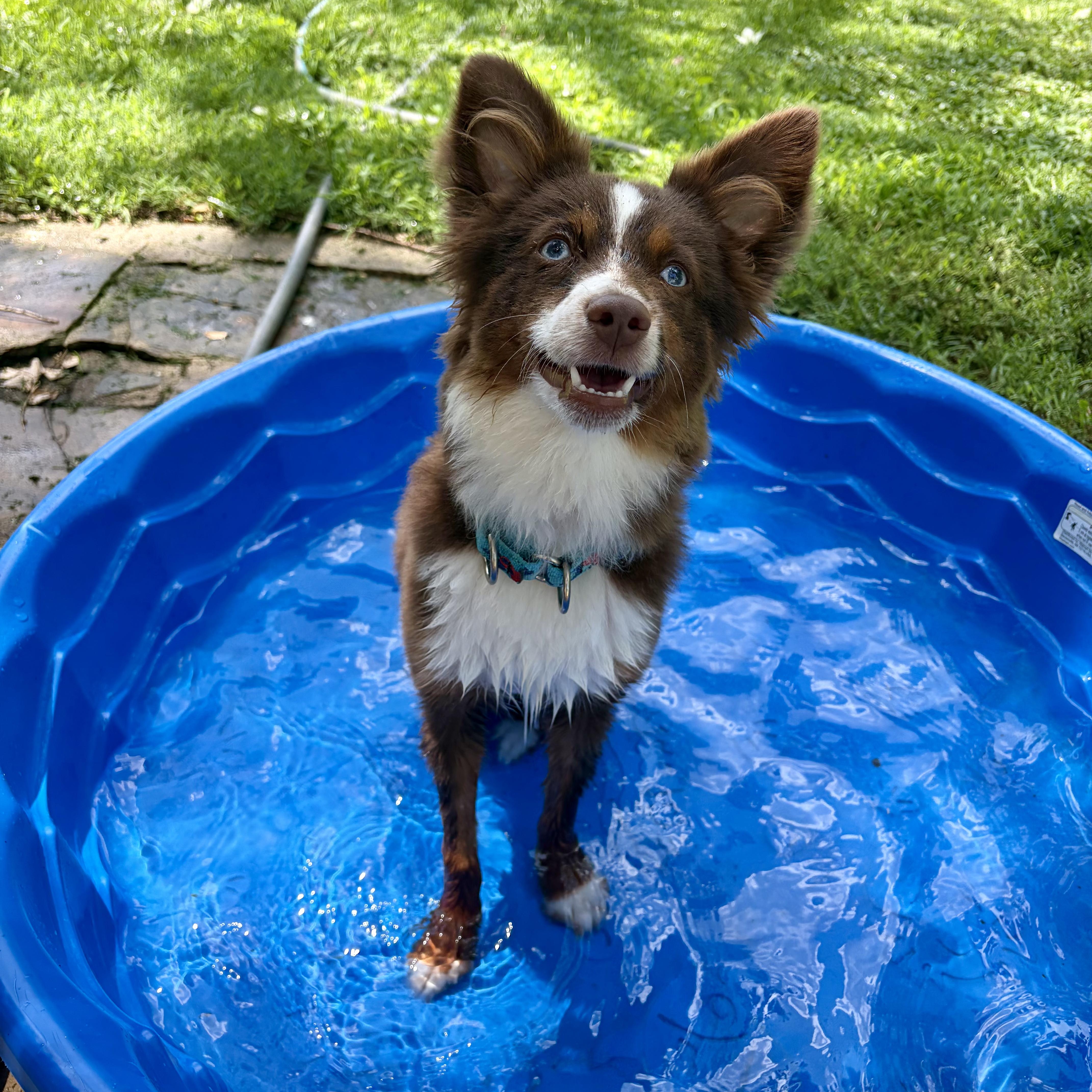 Archer, an adopted Australian Shepherd in Murphysboro, IL image 6/6