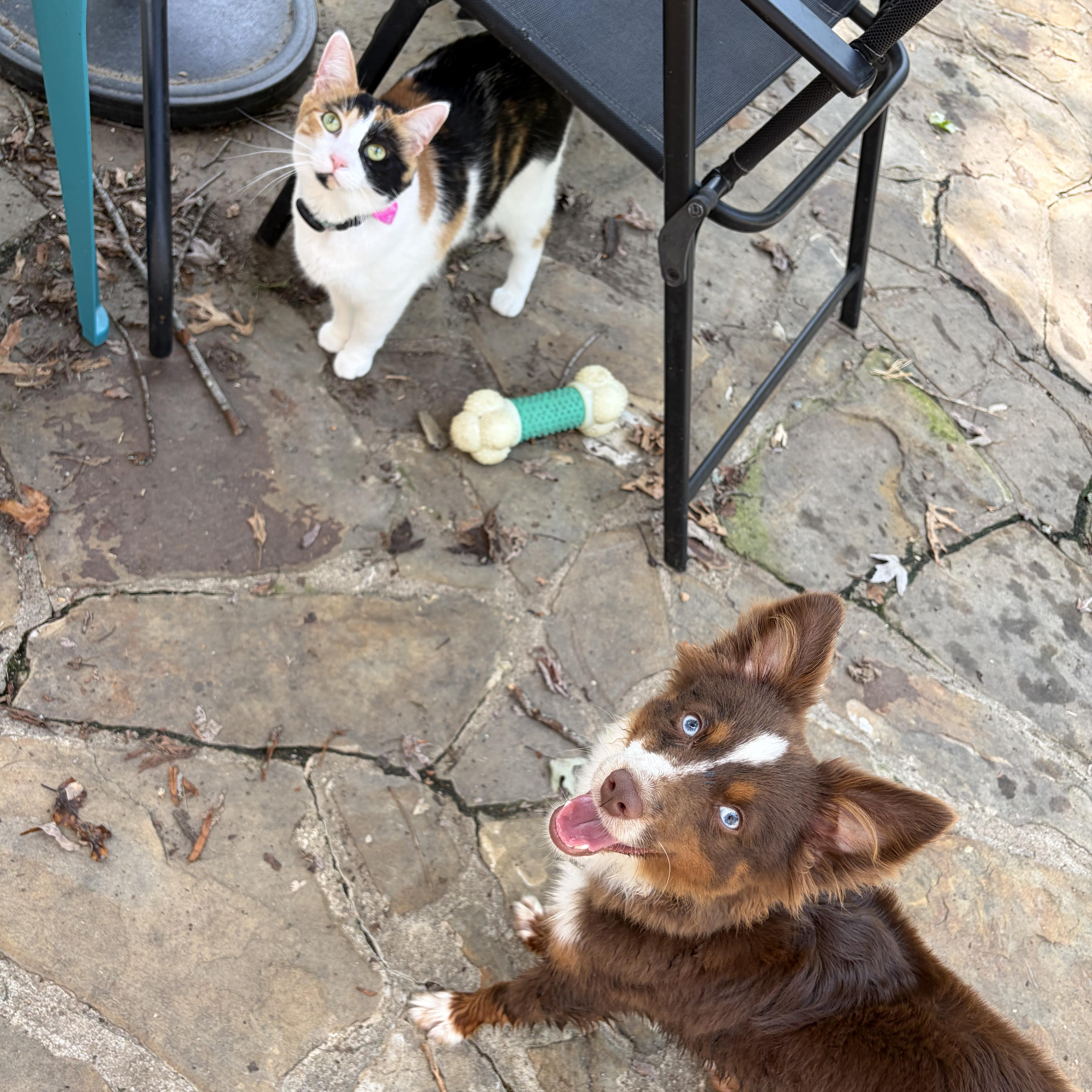 Archer, an adopted Australian Shepherd in Murphysboro, IL image 4/6
