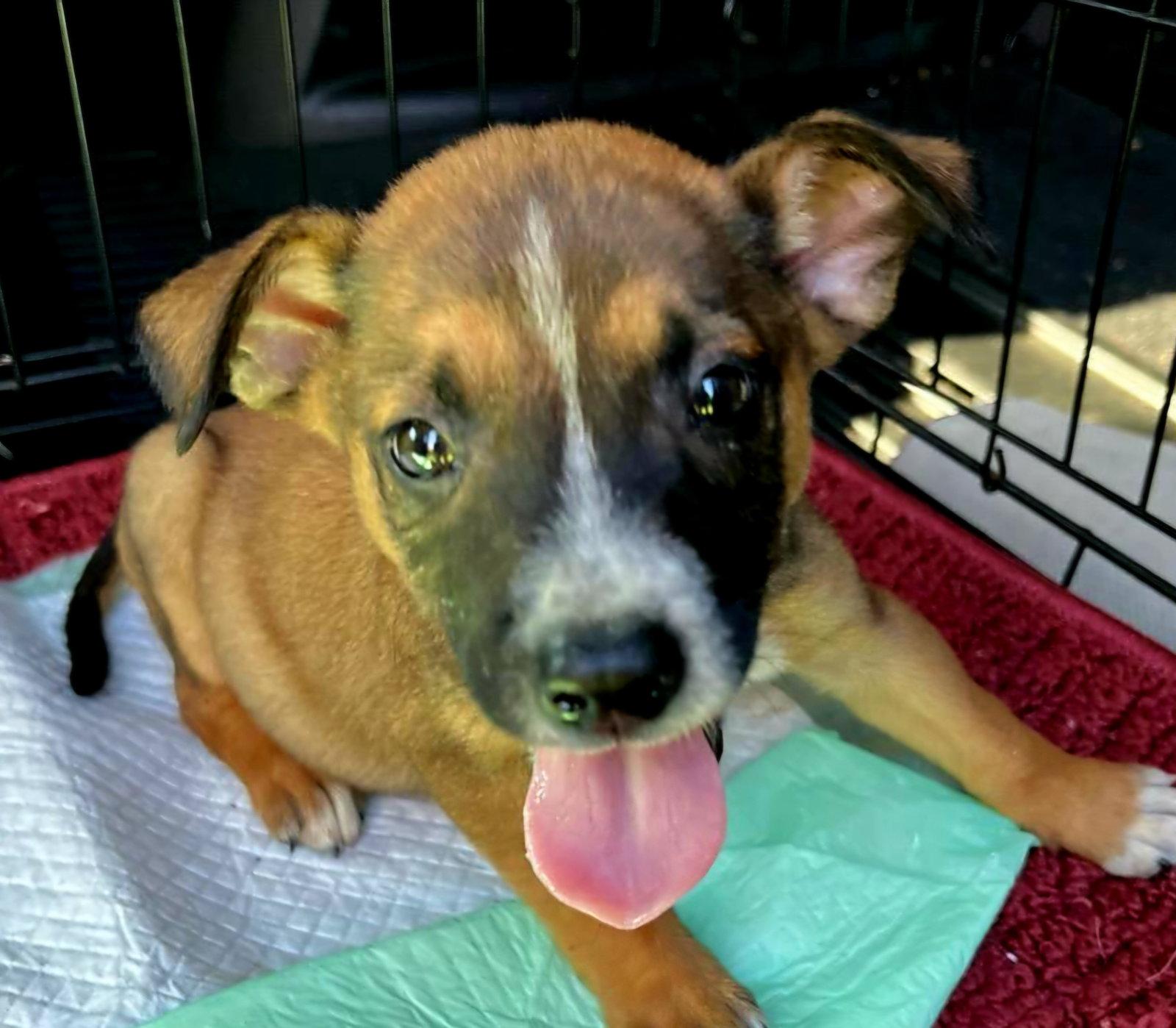 Brian, Adoptable, Puppy Male Hound.