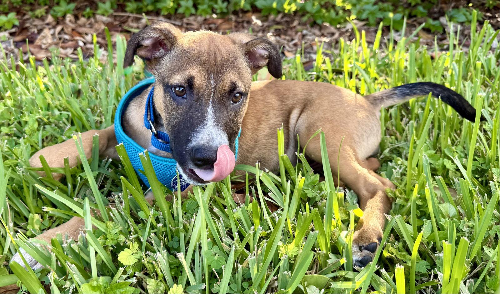 Enlarge Bryan, a Adoptable Hound in Royal Palm Beach, FL image 2/3