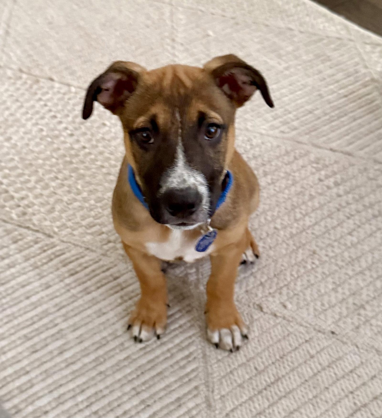 Enlarge Bryan, a Adoptable Hound in Royal Palm Beach, FL image 3/3