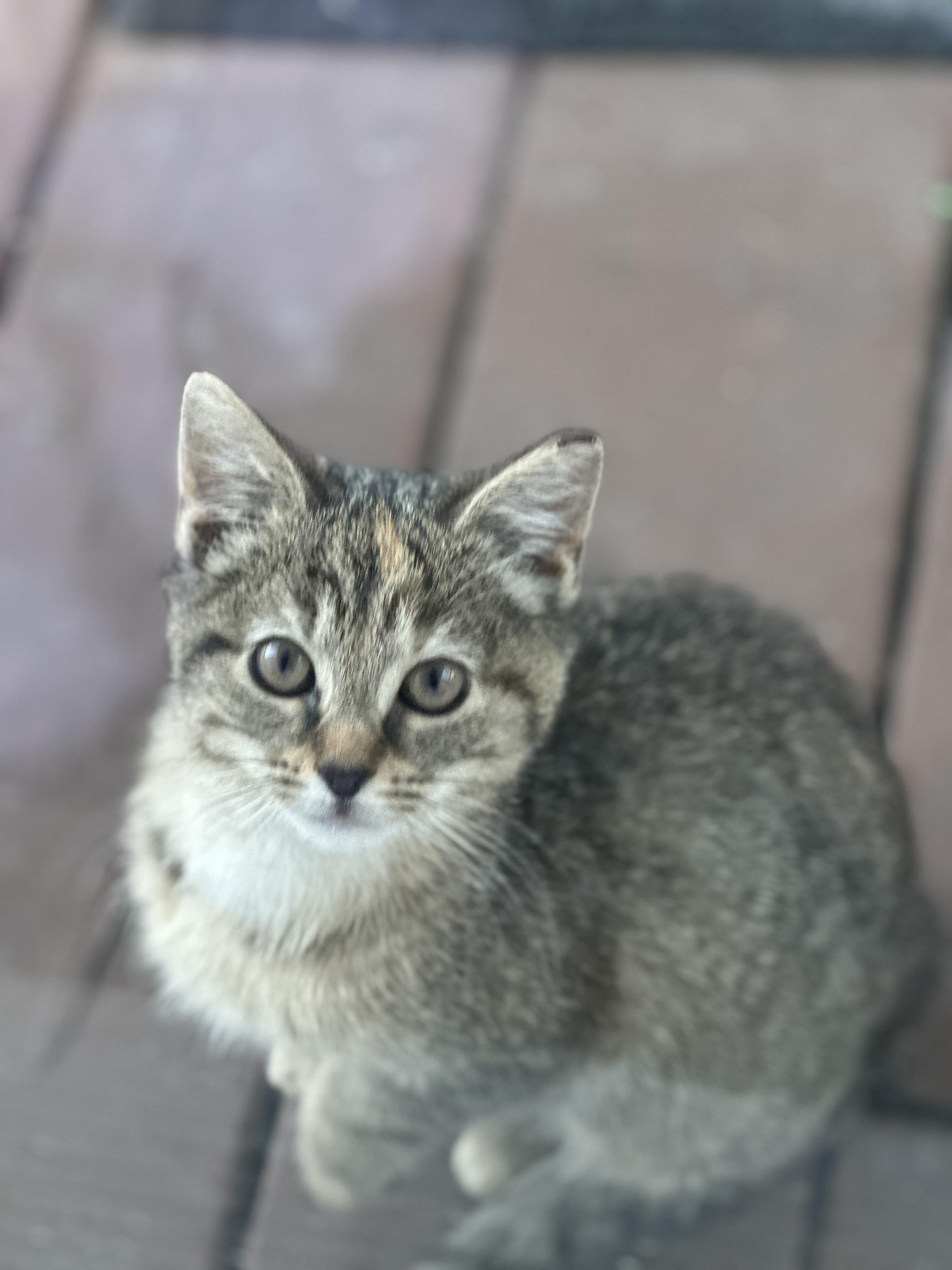 Enlarge Juniper, an adopted Domestic Short Hair in Greensboro, NC image 1/1