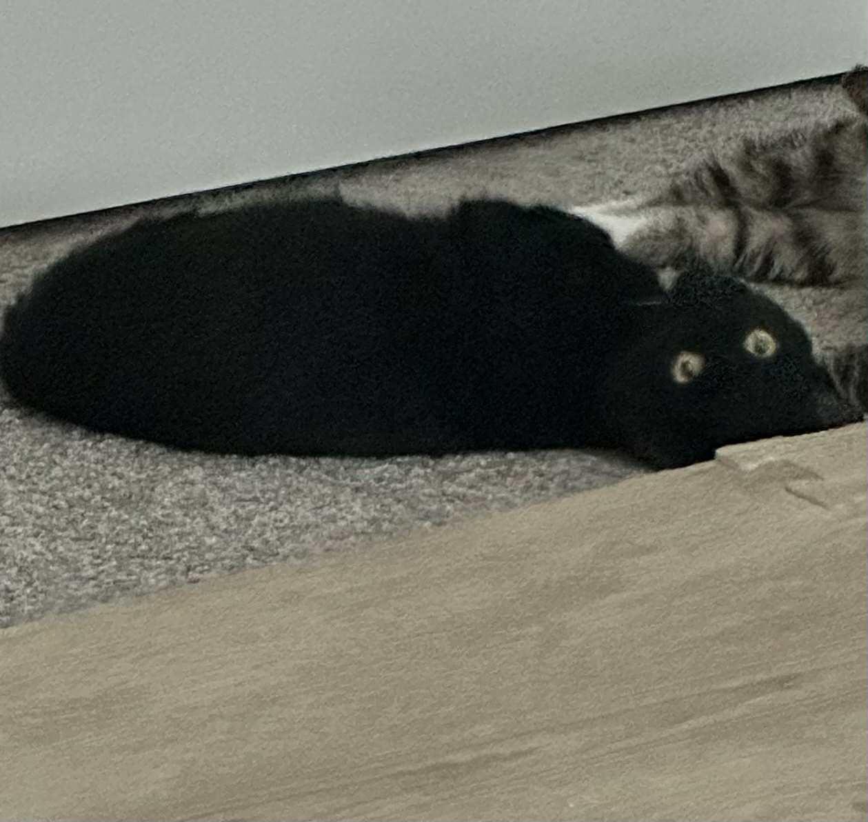 Enlarge MISO & TOFU, a Adoptable Domestic Short Hair in Boston, MA image 6/6