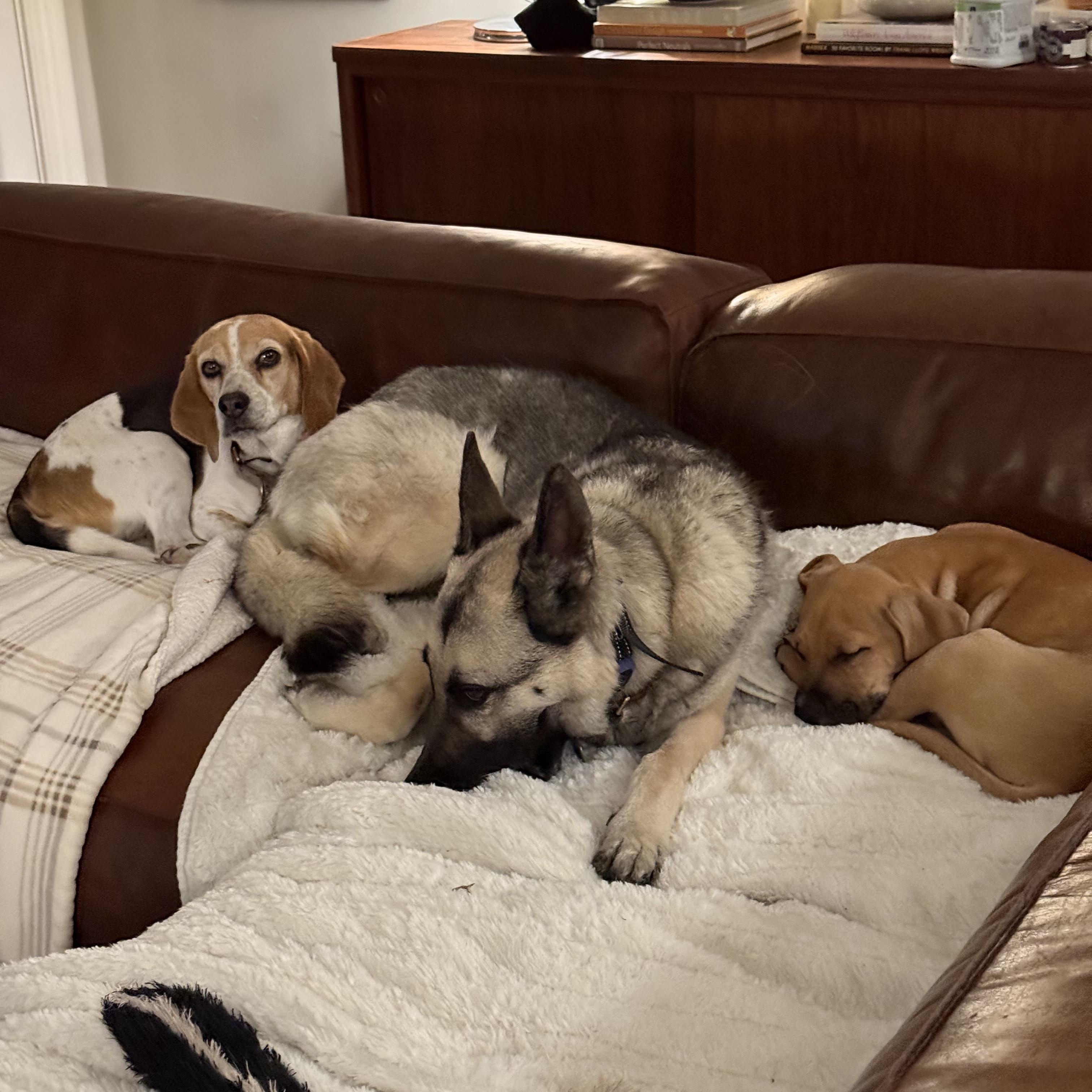 Enlarge Dijon, a ADOPTABLE Mixed Breed in Charlotte, NC image 4/5