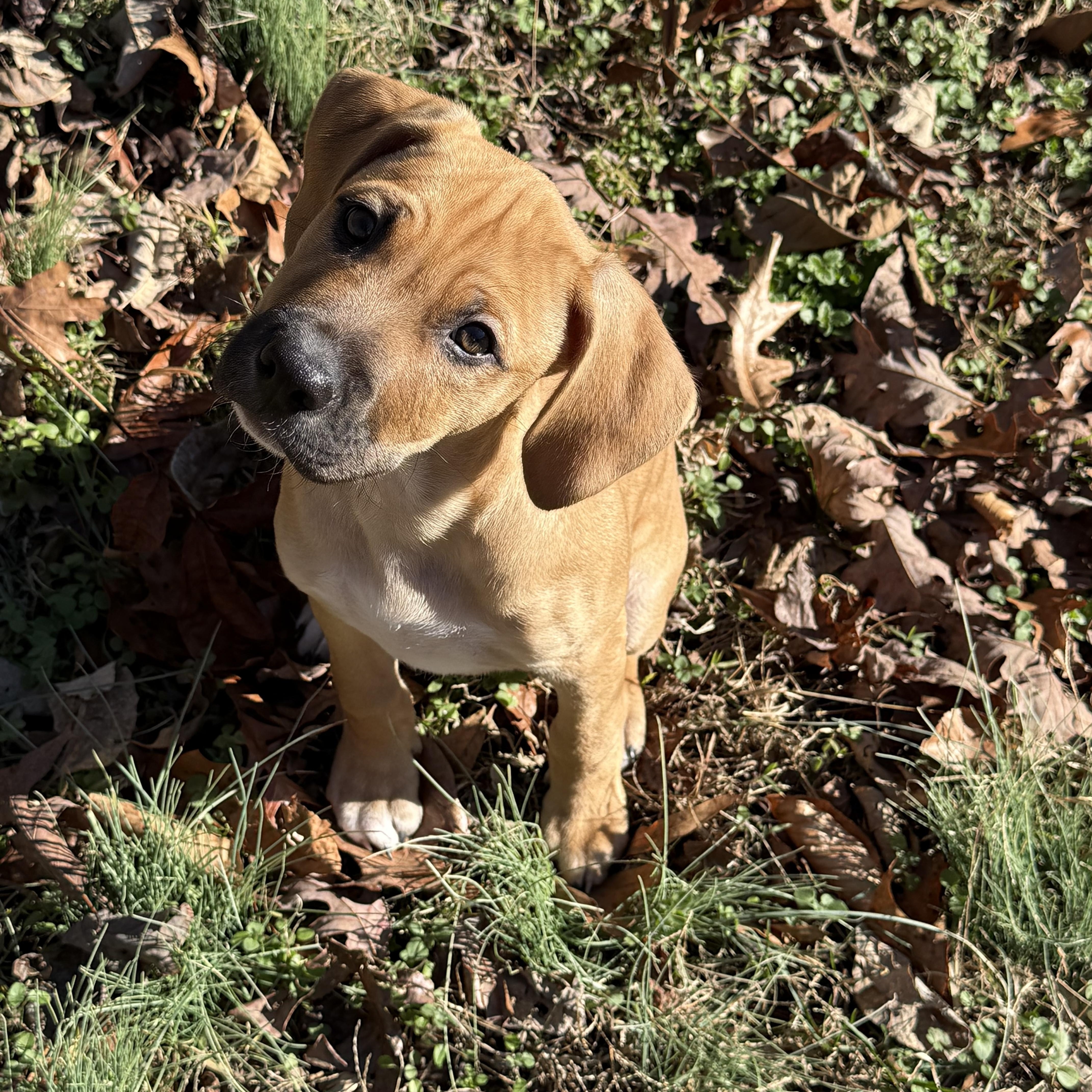 Dijon, ADOPTABLE, Puppy Male Mixed Breed.
