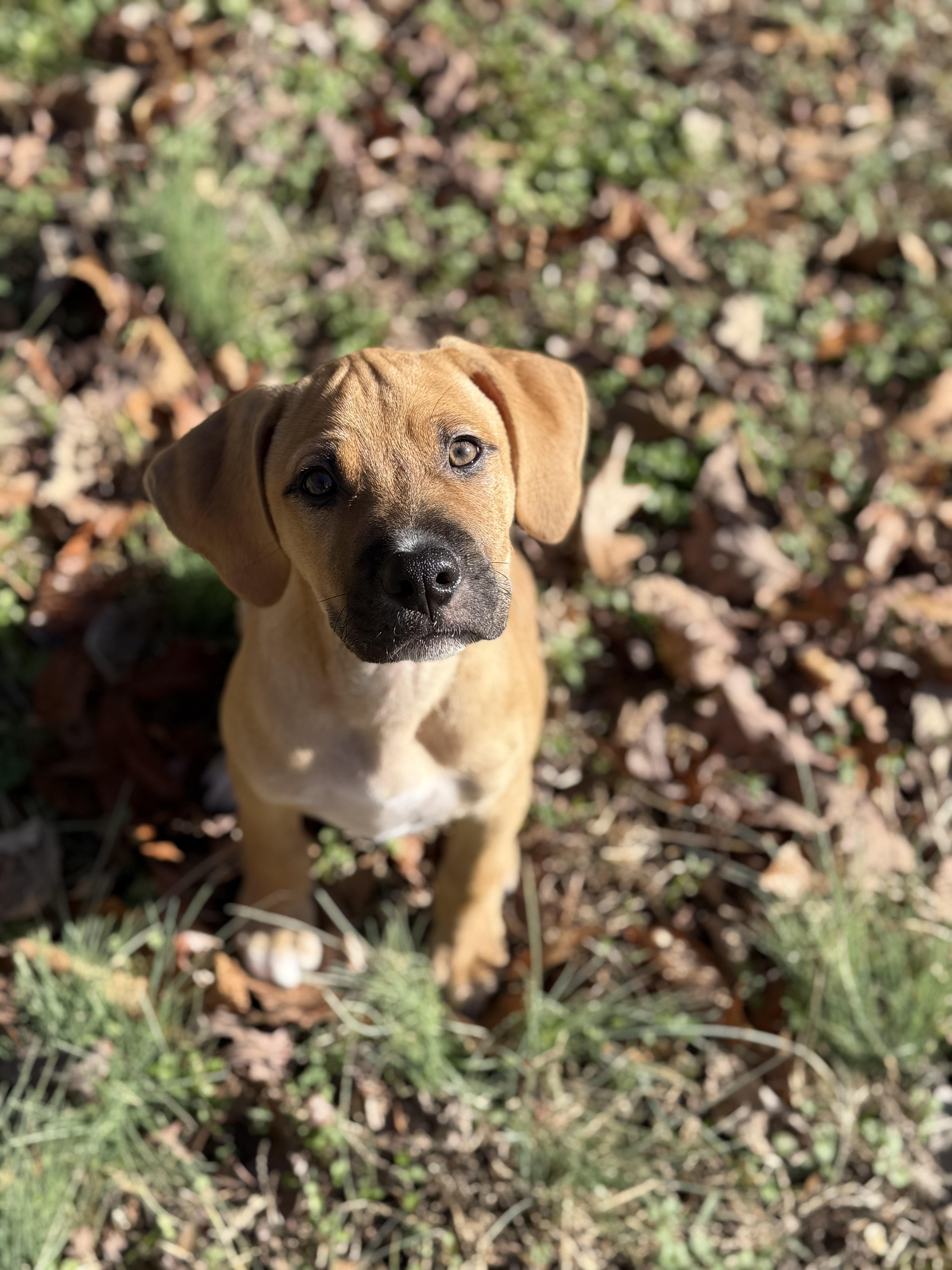 Enlarge Dijon, a ADOPTABLE Mixed Breed in Charlotte, NC image 5/5