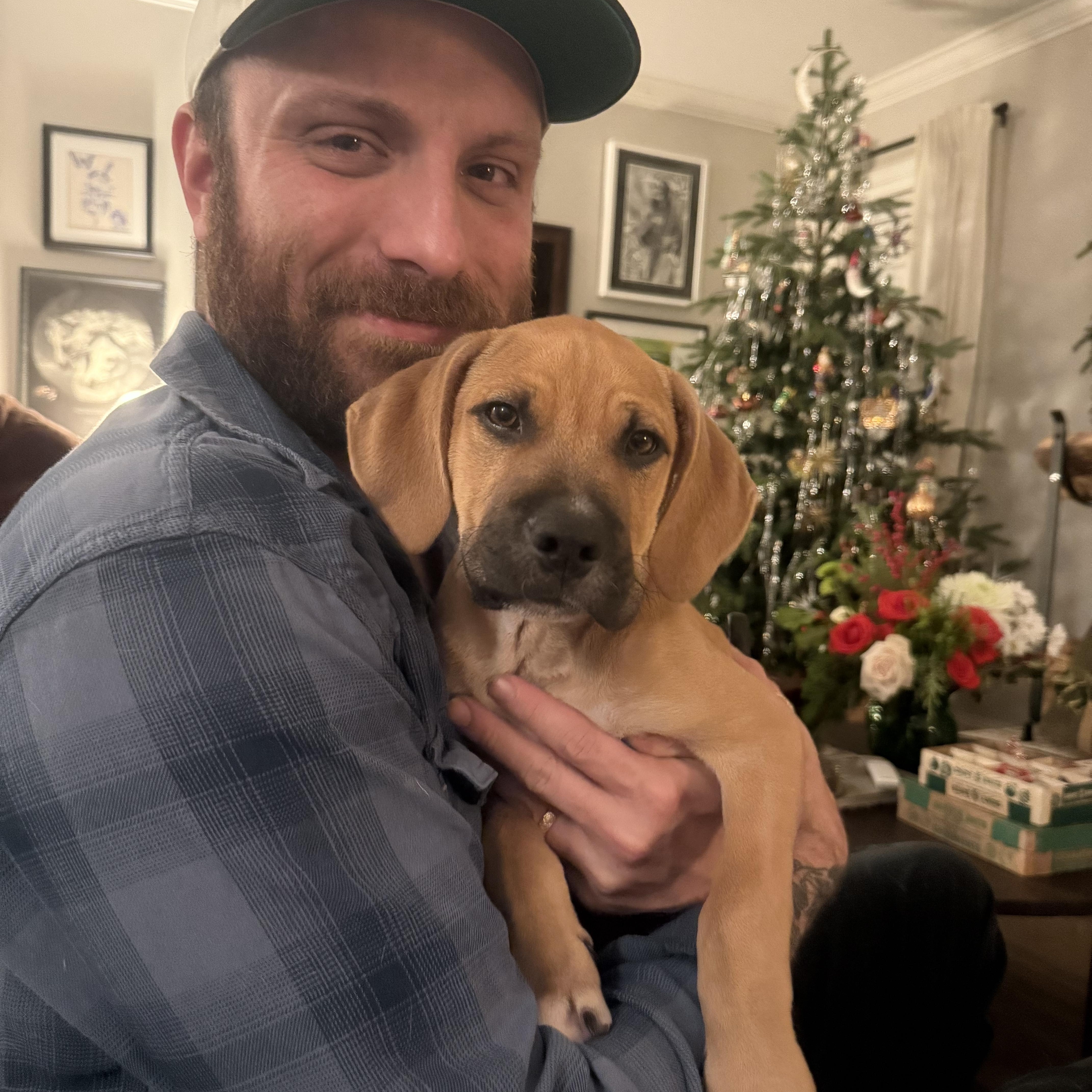 Enlarge Dijon, a ADOPTABLE Mixed Breed in Charlotte, NC image 3/5