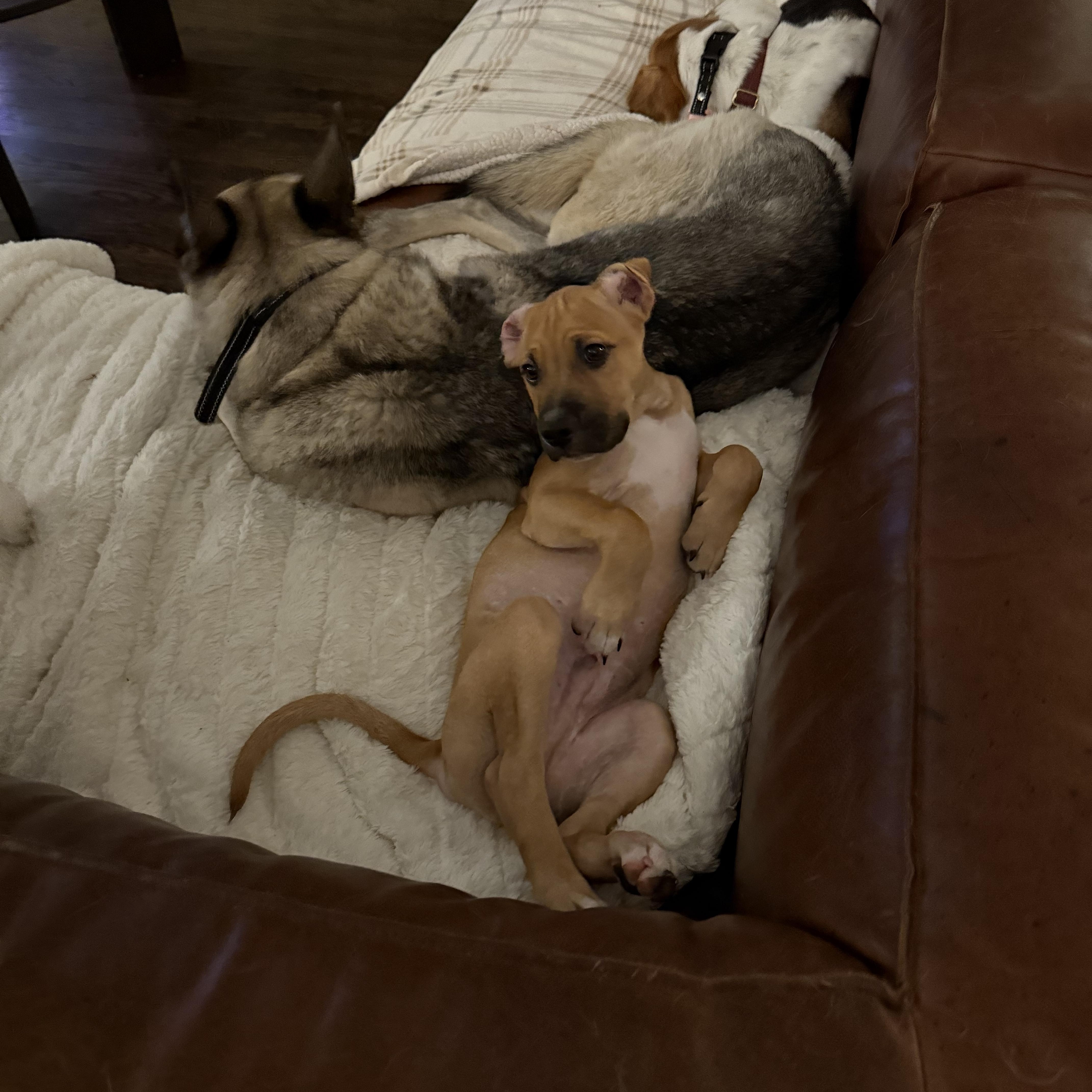 Enlarge Dijon, a ADOPTABLE Mixed Breed in Charlotte, NC image 2/5