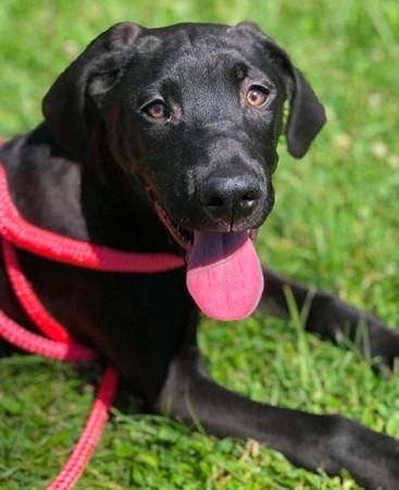 Enlarge Anakin, a Adoptable mixed breed in Madison, NJ image 1/2