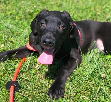 Enlarge Anakin, a Adoptable mixed breed in Madison, NJ image 2/2