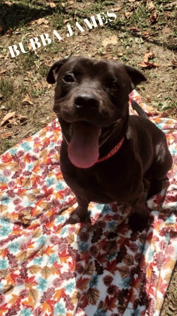 Enlarge Bubba James, a Adoptable Pit Bull Terrier in Saint Clairsville, OH image 1/2