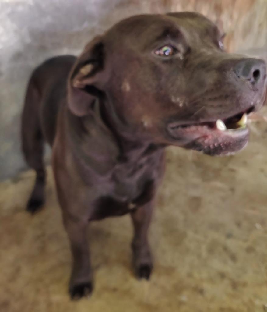 Enlarge Bubba James, a Adoptable Pit Bull Terrier in Saint Clairsville, OH image 2/2