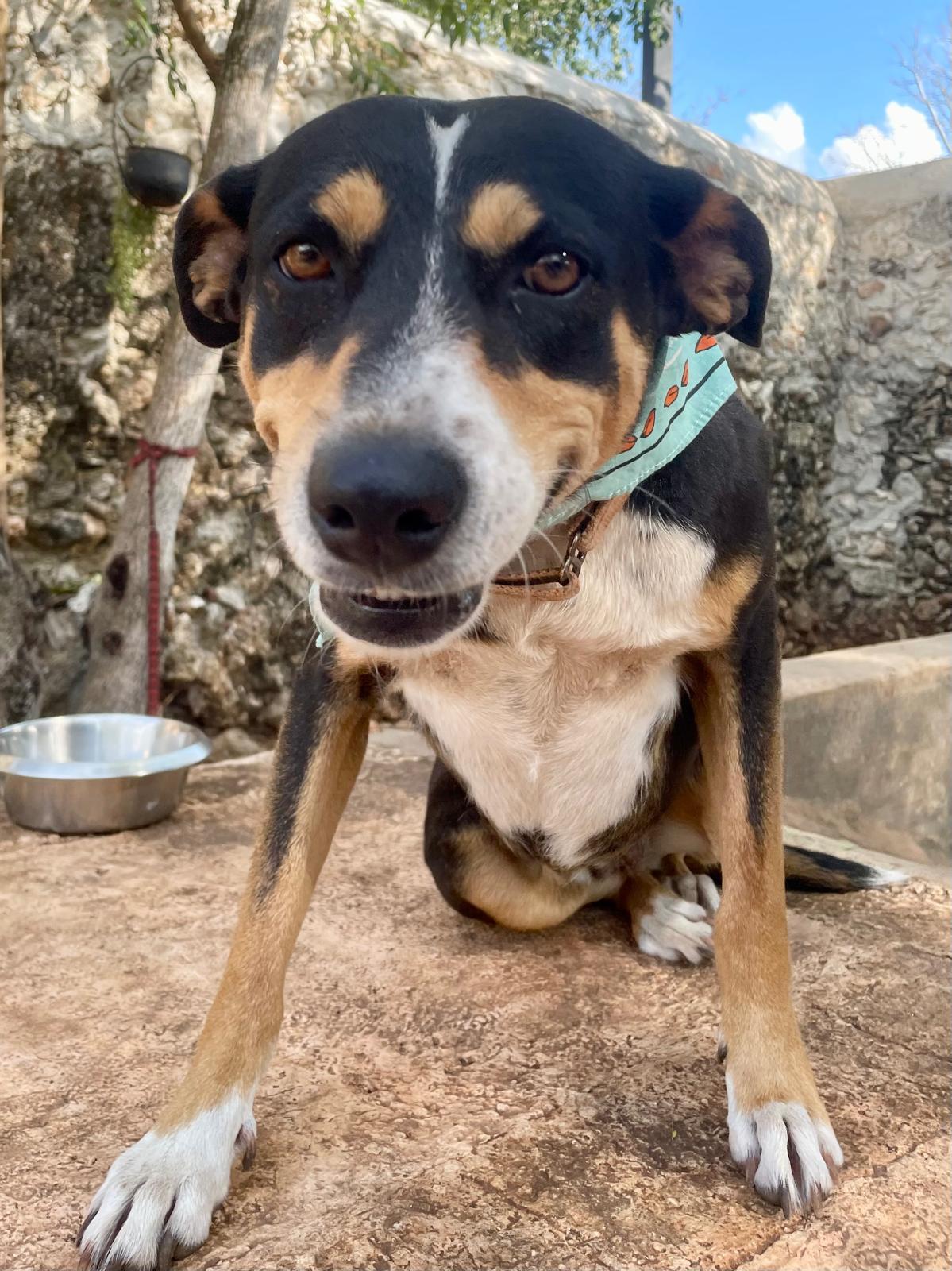 Enlarge Chilindrina (Foster-to-Adopt), a ADOPTABLE mixed breed in Mississauga, ON image 2/6