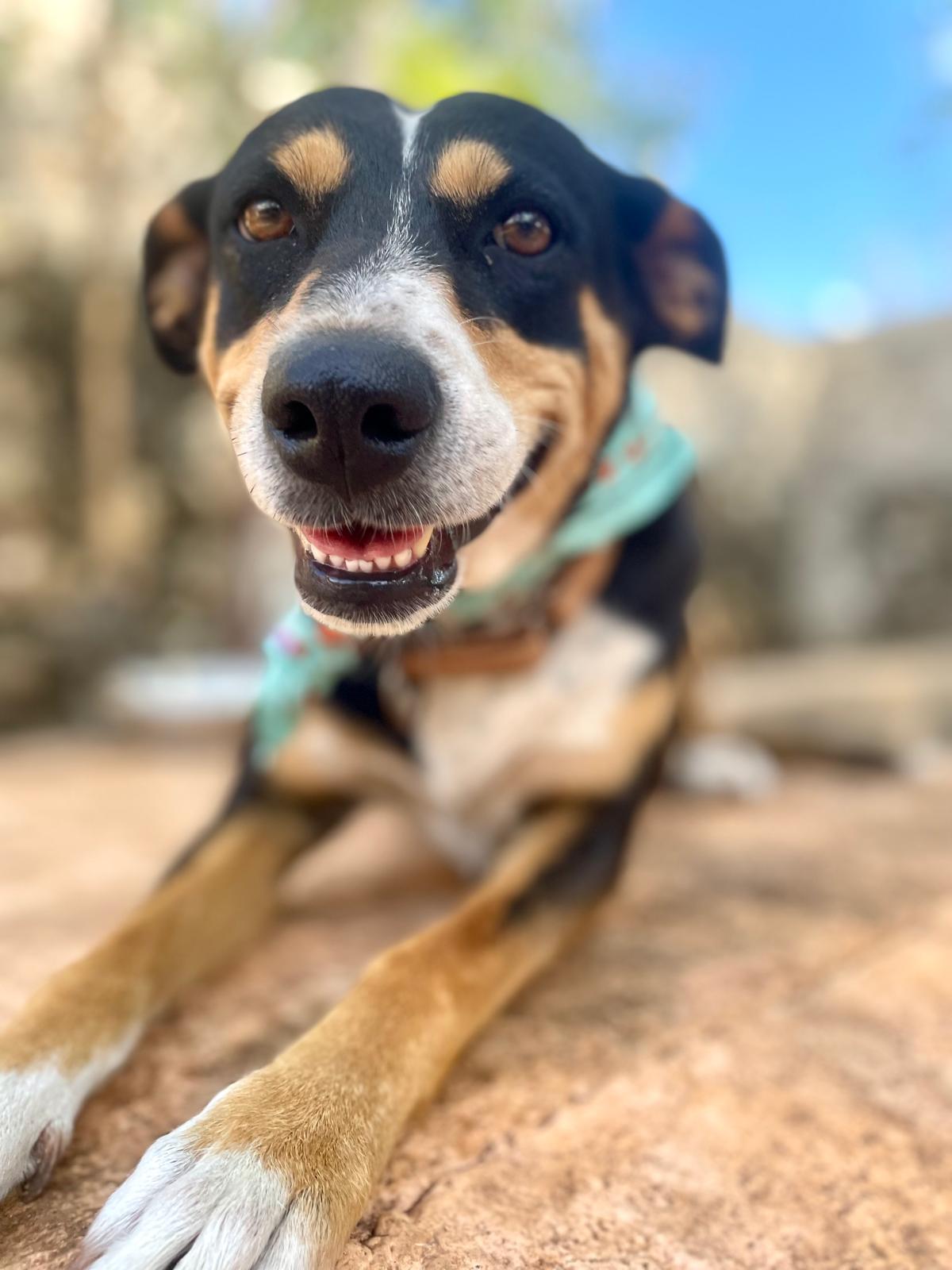 Enlarge Chilindrina (Foster-to-Adopt), a ADOPTABLE mixed breed in Mississauga, ON image 6/6