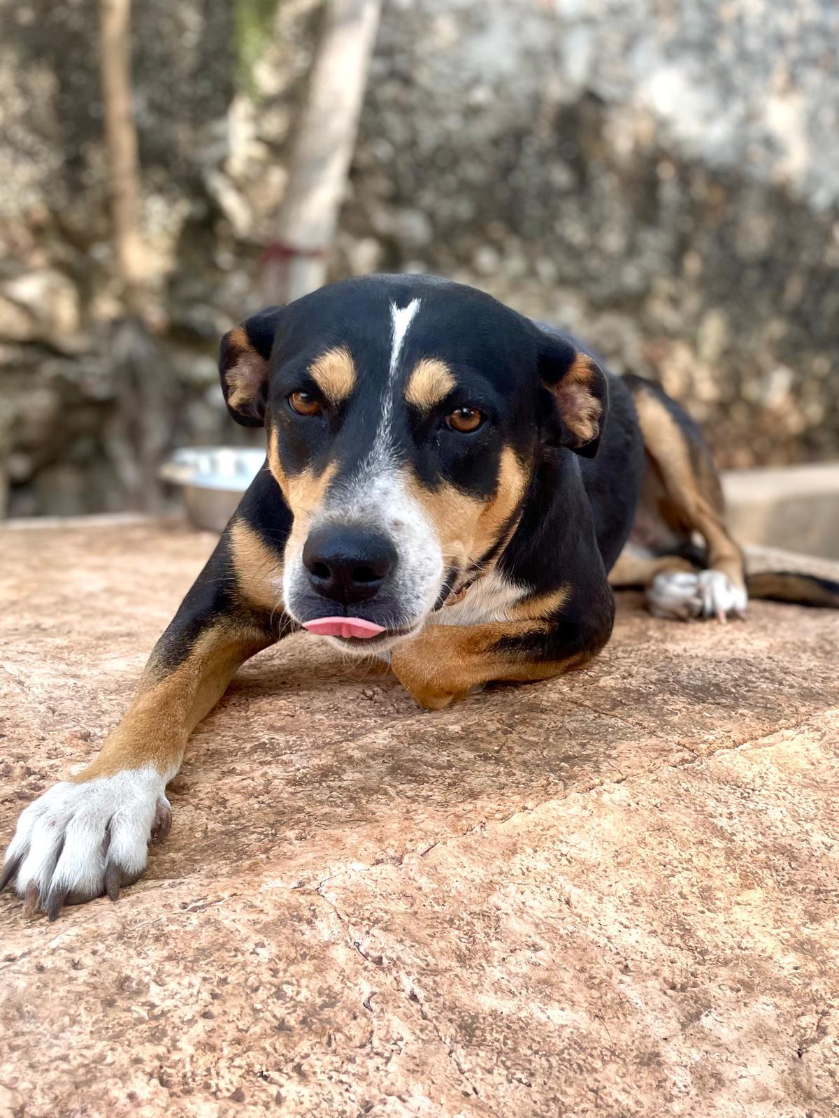 Enlarge Chilindrina (Foster-to-Adopt), a ADOPTABLE mixed breed in Mississauga, ON image 3/6